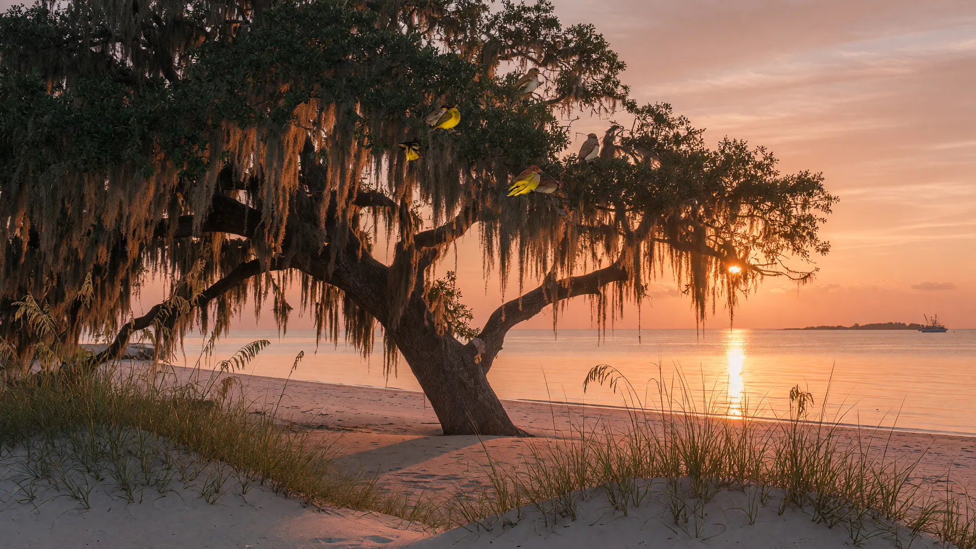 A live oak draped in Spanish moss leaning over a quiet Mississippi Gulf Coast beach at golden hour, with sea oats and sand dunes in the foreground and migratory songbirds resting in the canopy
