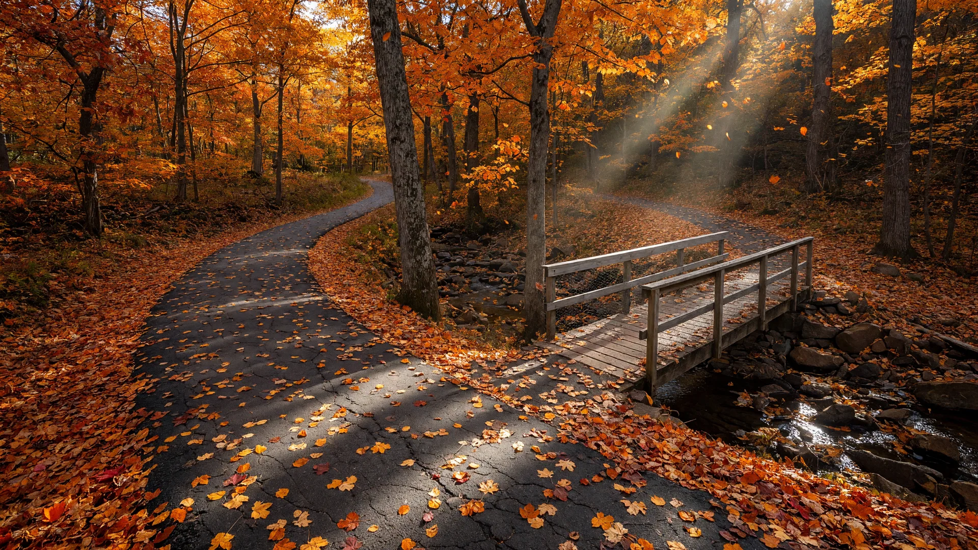 A golden fall foliage woodland trail beside a creek in Dresher, Pennsylvania
