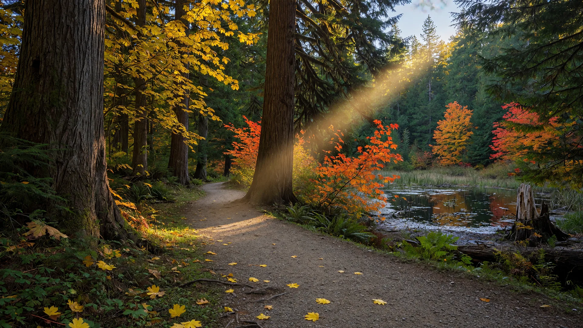 Woods Creek Watchable Wildlife Trail: a hidden-gem fall hike near Randle