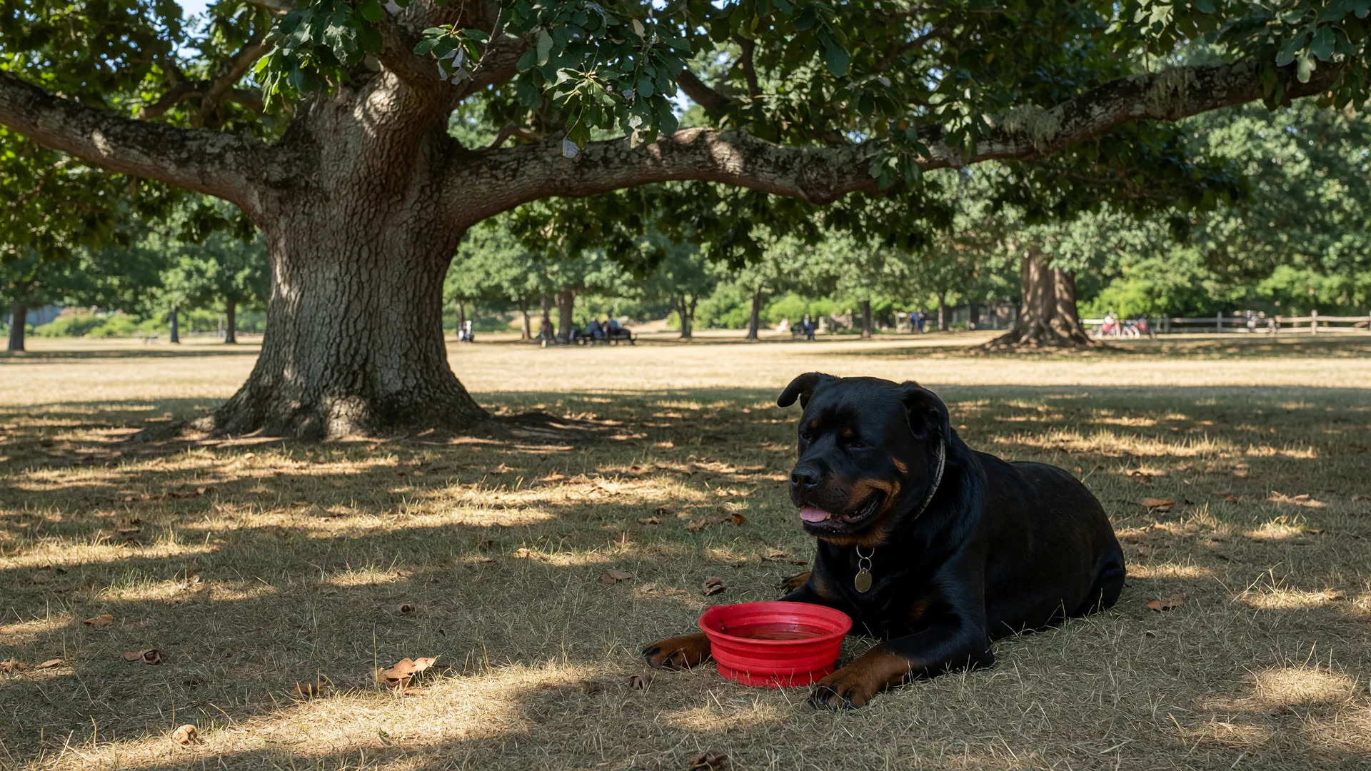 A Rottweiler resting in the deep shade of a Garry oak tree on a hot summer afternoon in a Victoria park, with a collapsible water bowl on the grass beside them