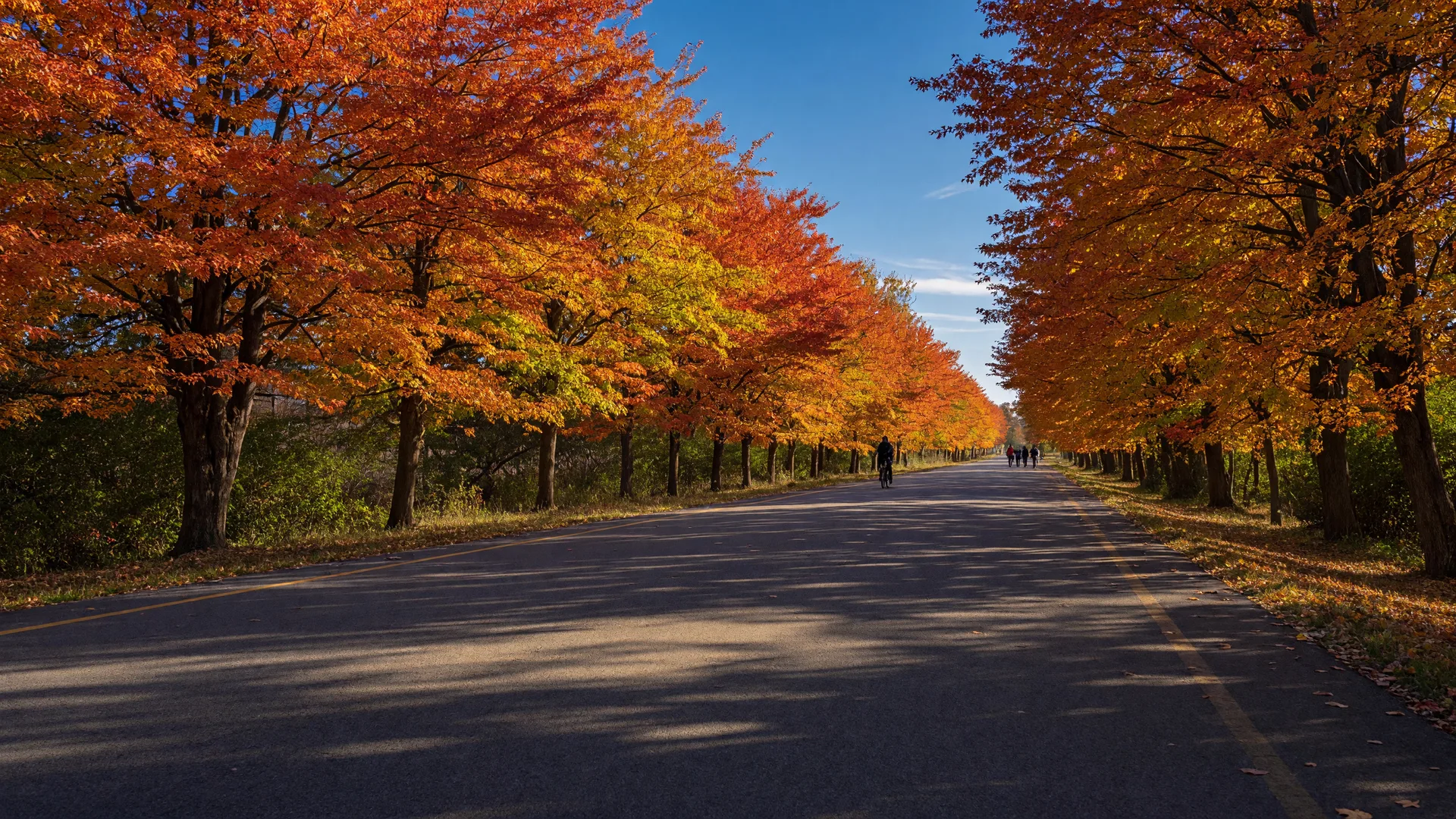 Flat paved rail trail in eastern Pennsylvania in early October lined with gold, orange, and red fall foliage under a clear blue sky