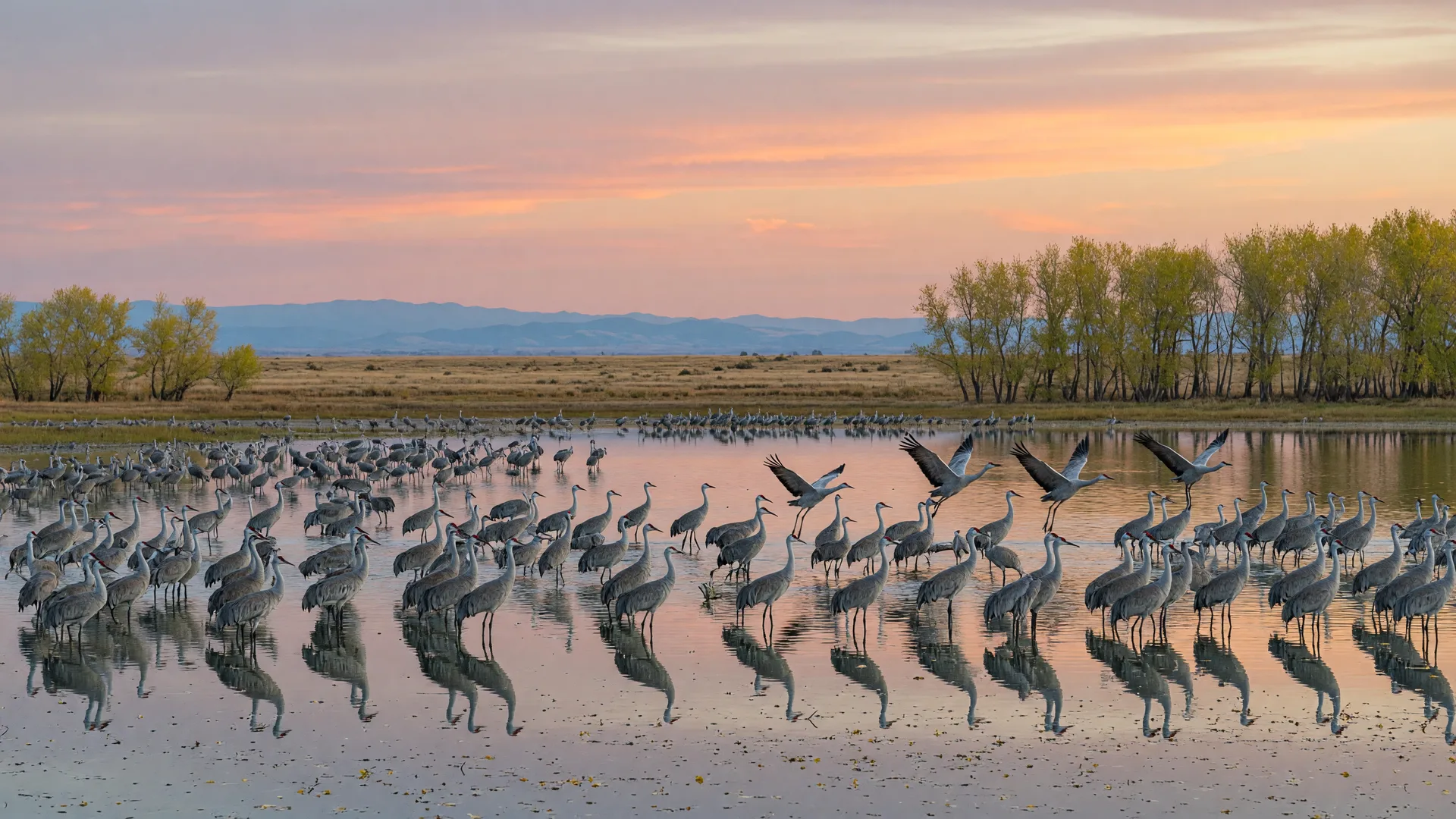 Lesser sandhill cranes standing in a shallow wetland at Merced National Wildlife Refuge at October sunrise, some taking flight against a gold-and-rose sky, cottonwoods turning gold along the water, and the hazy Sierra Nevada foothills on the horizon