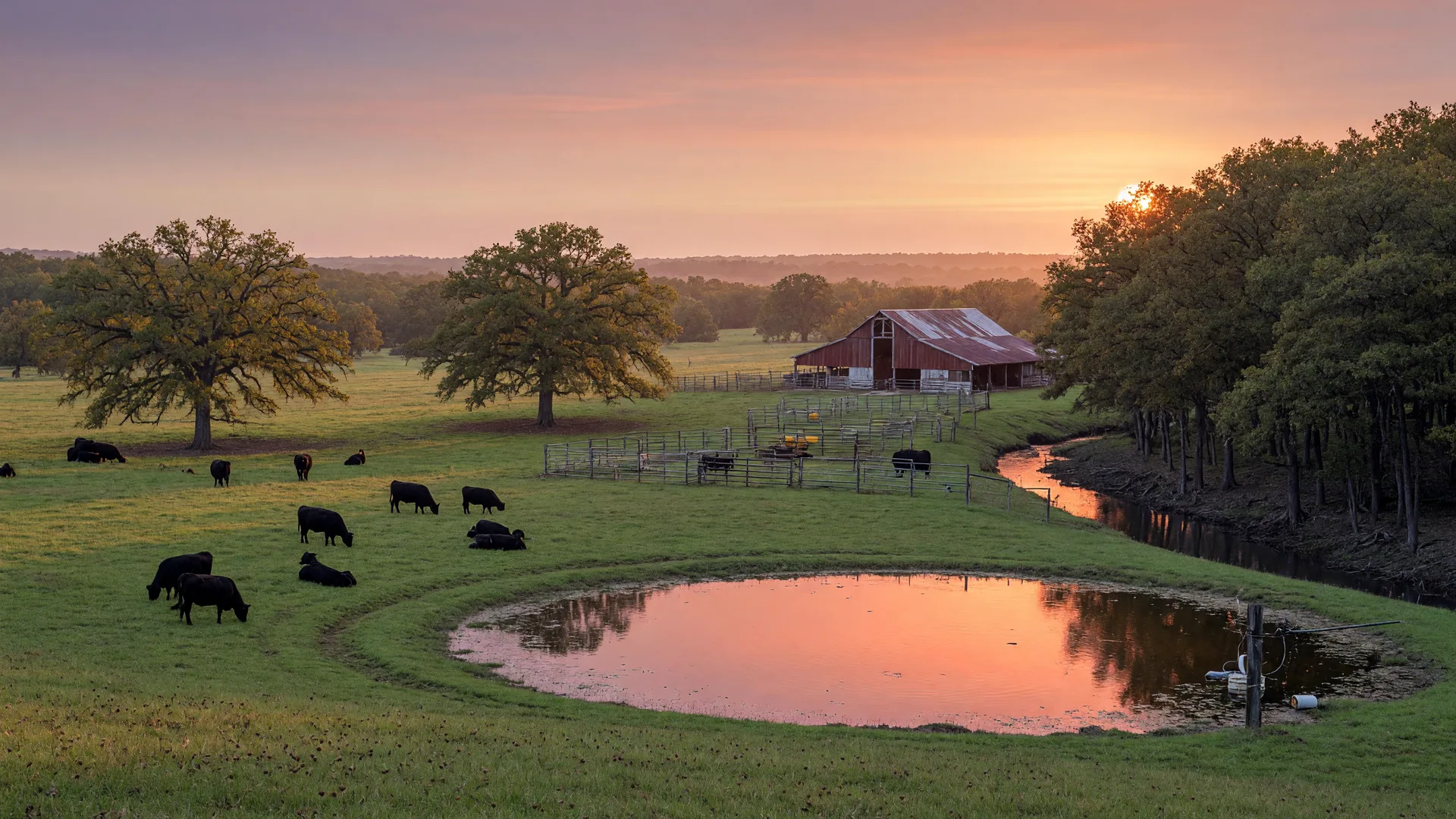 Northeast Texas ranchland at golden hour with black cattle on pasture, a stock tank pond, and timber along a creek