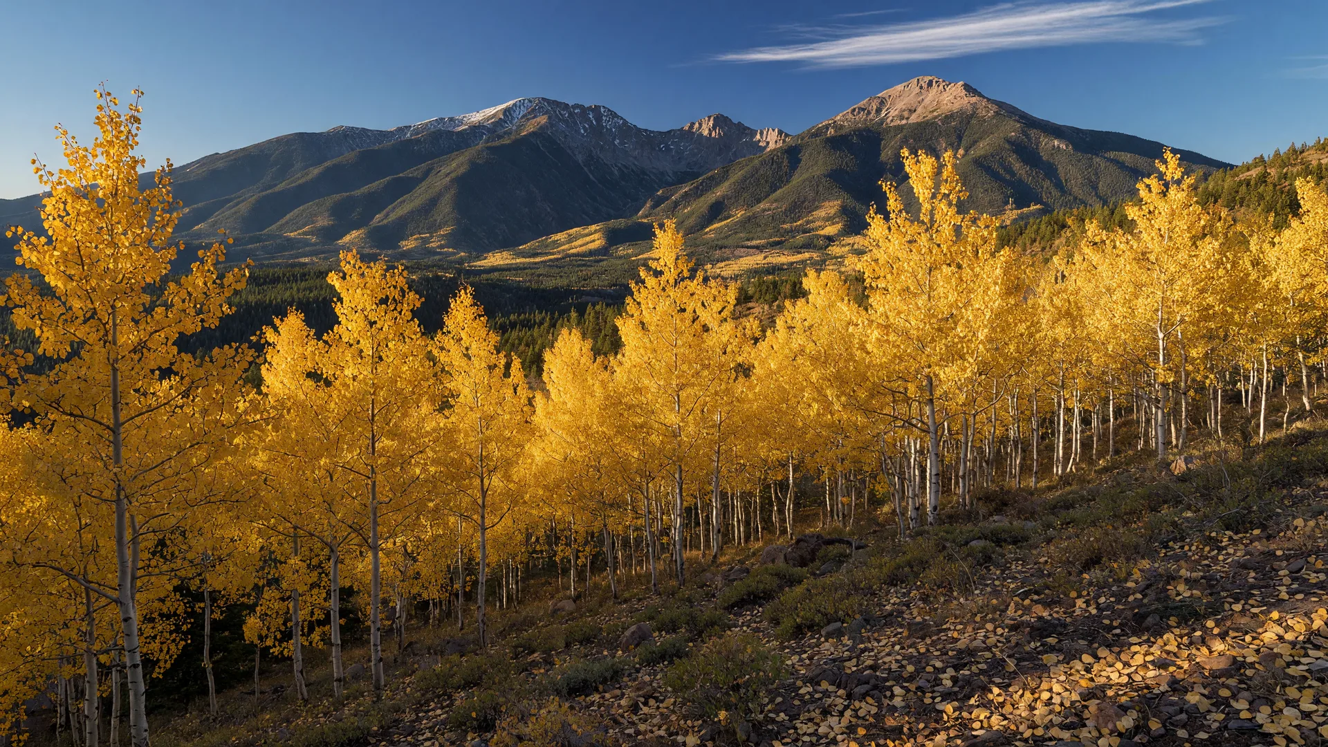 Golden aspen trees in autumn color with the San Francisco Peaks near Flagstaff, Arizona