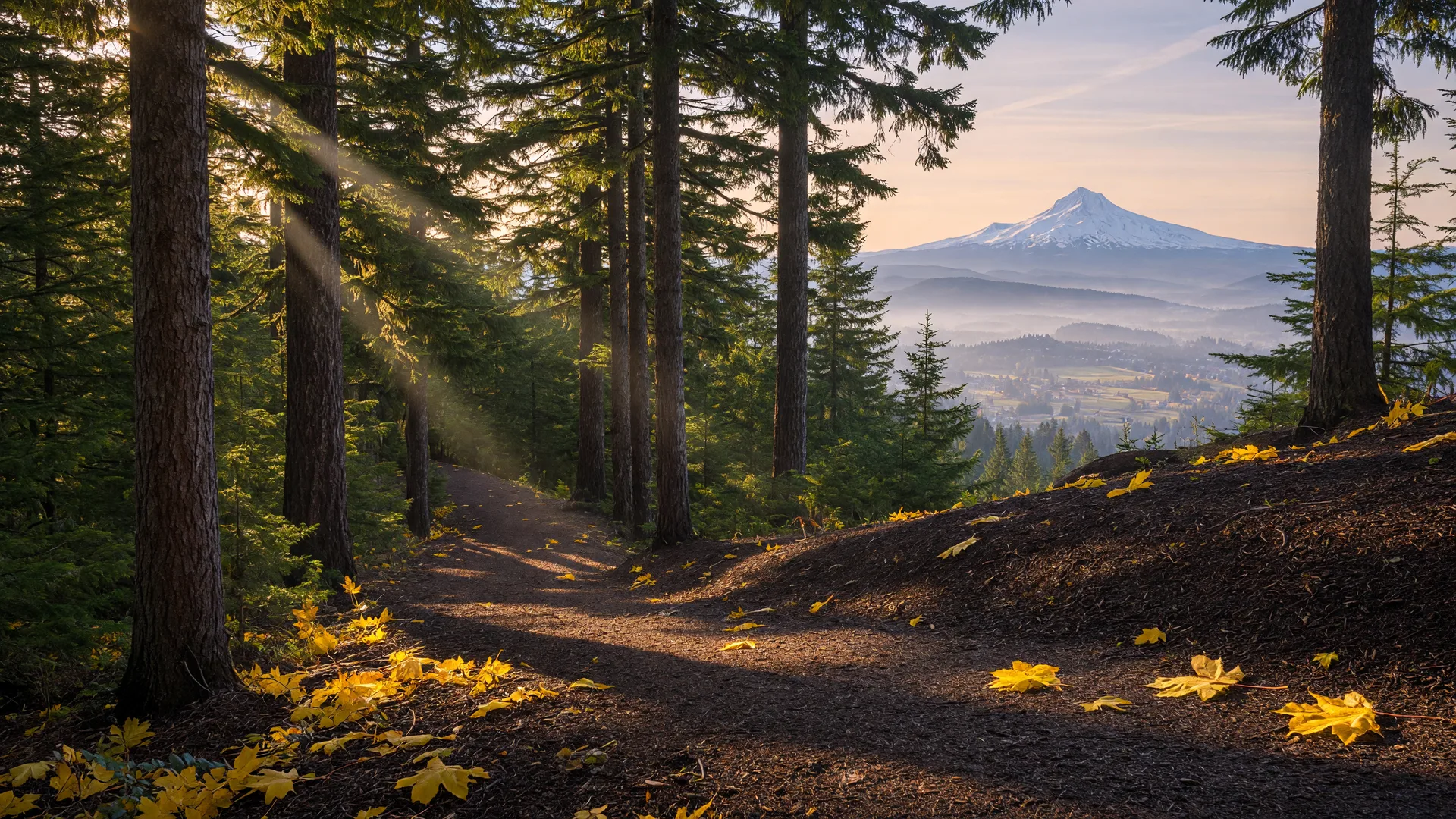 Tall Douglas firs lining a mulched forest trail on a butte above Happy Valley