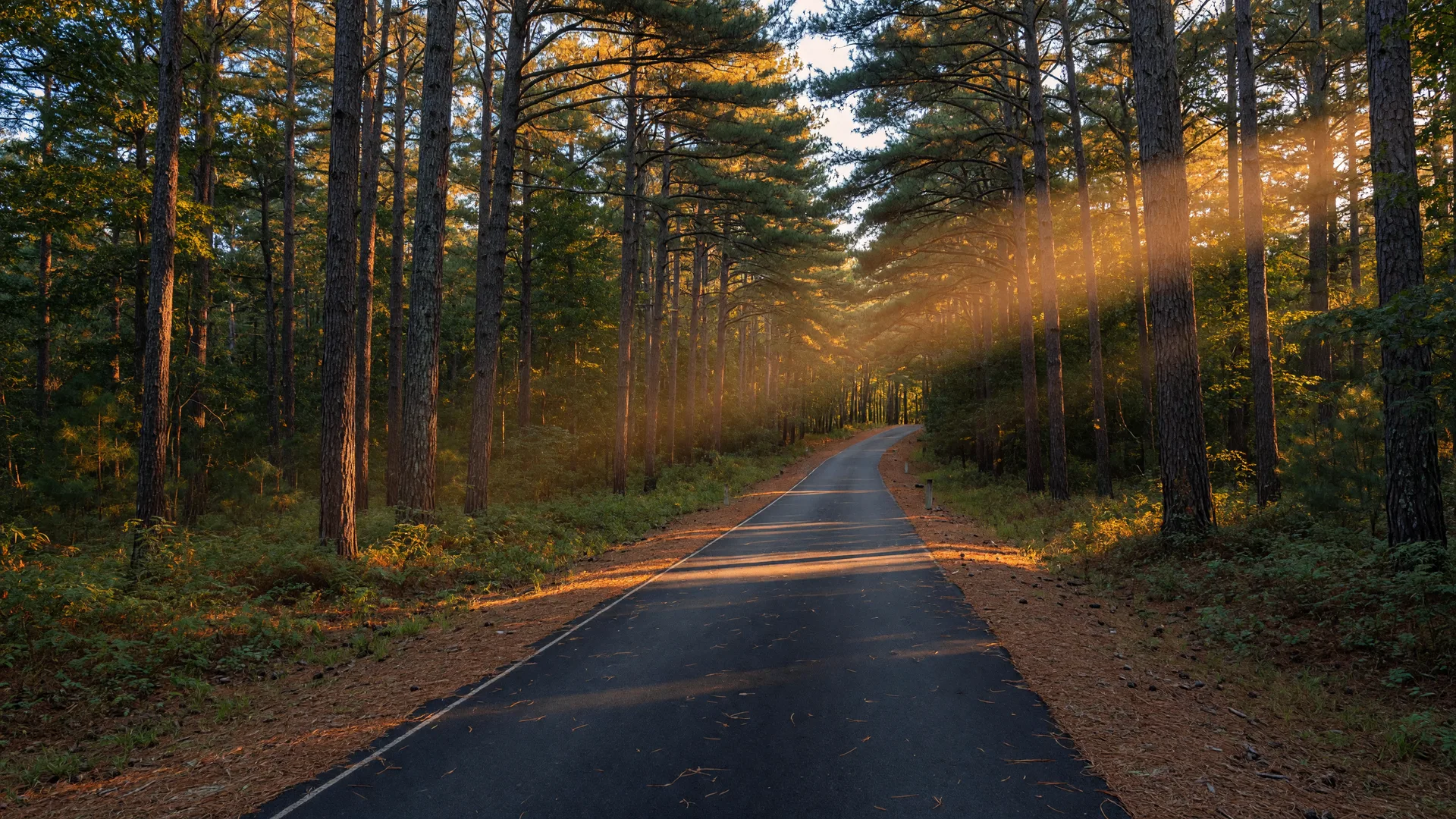 Paved rail trail cutting through pine forest in Paulding County, Georgia