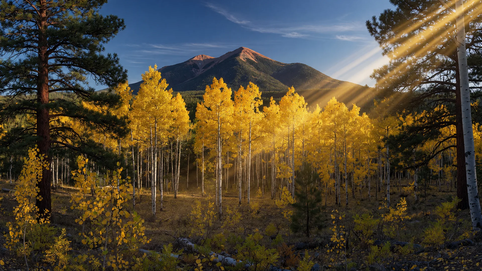 Golden aspen trees in full autumn color on the forested shoulder of the San Francisco Peaks near Flagstaff