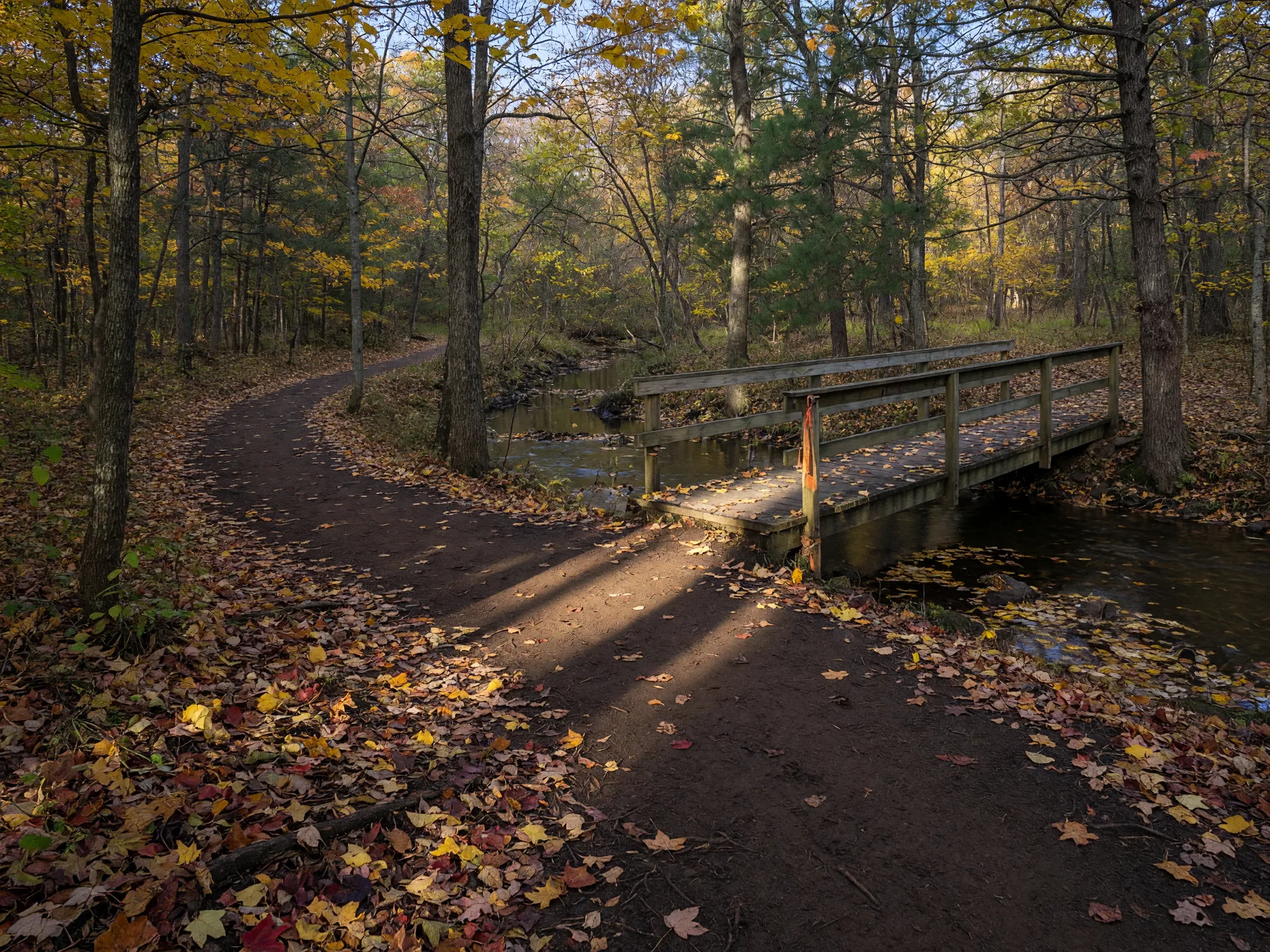 A woodland creek trail in Moorestown in October, with golden leaves carpeting the path and a small wooden footbridge