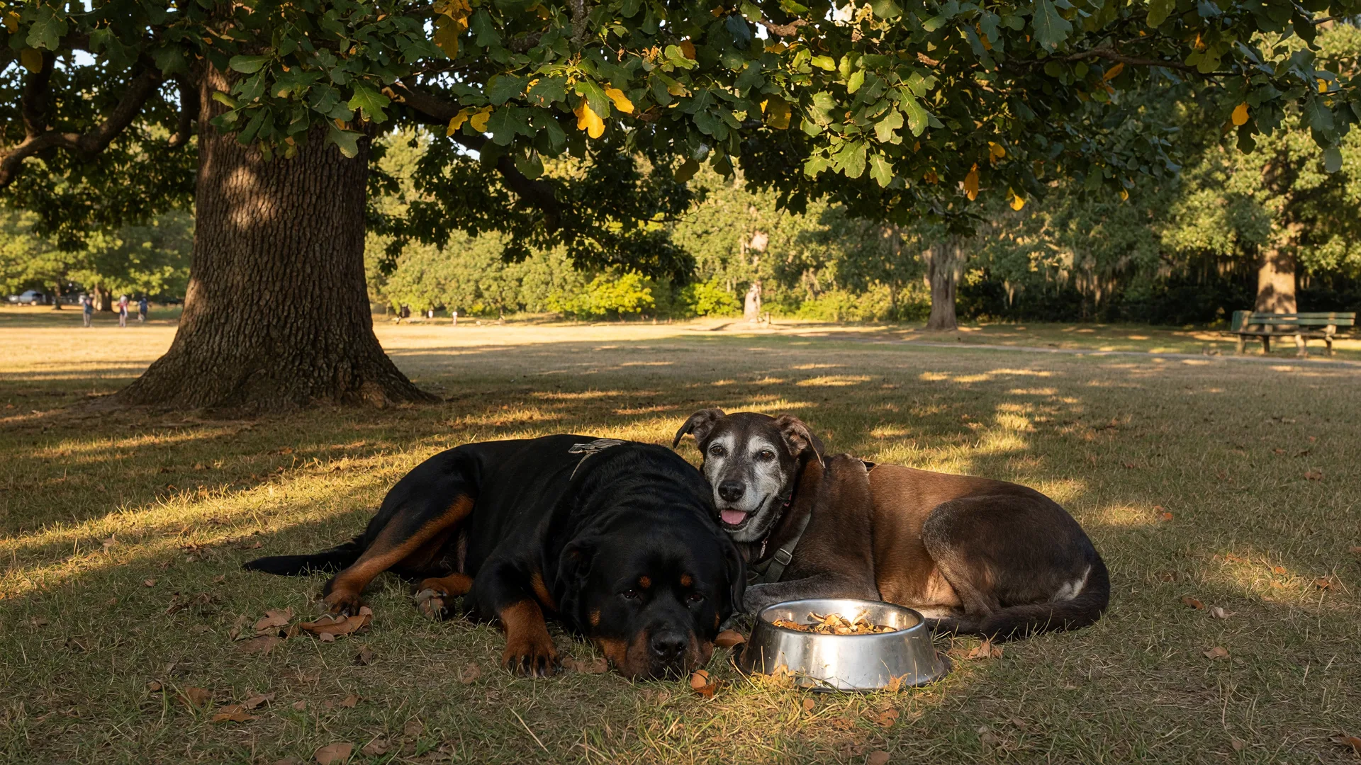 A Rottweiler and a senior Lab mix resting in the shade of a Garry oak tree in a Victoria park on a warm late-summer afternoon with a water bowl beside them