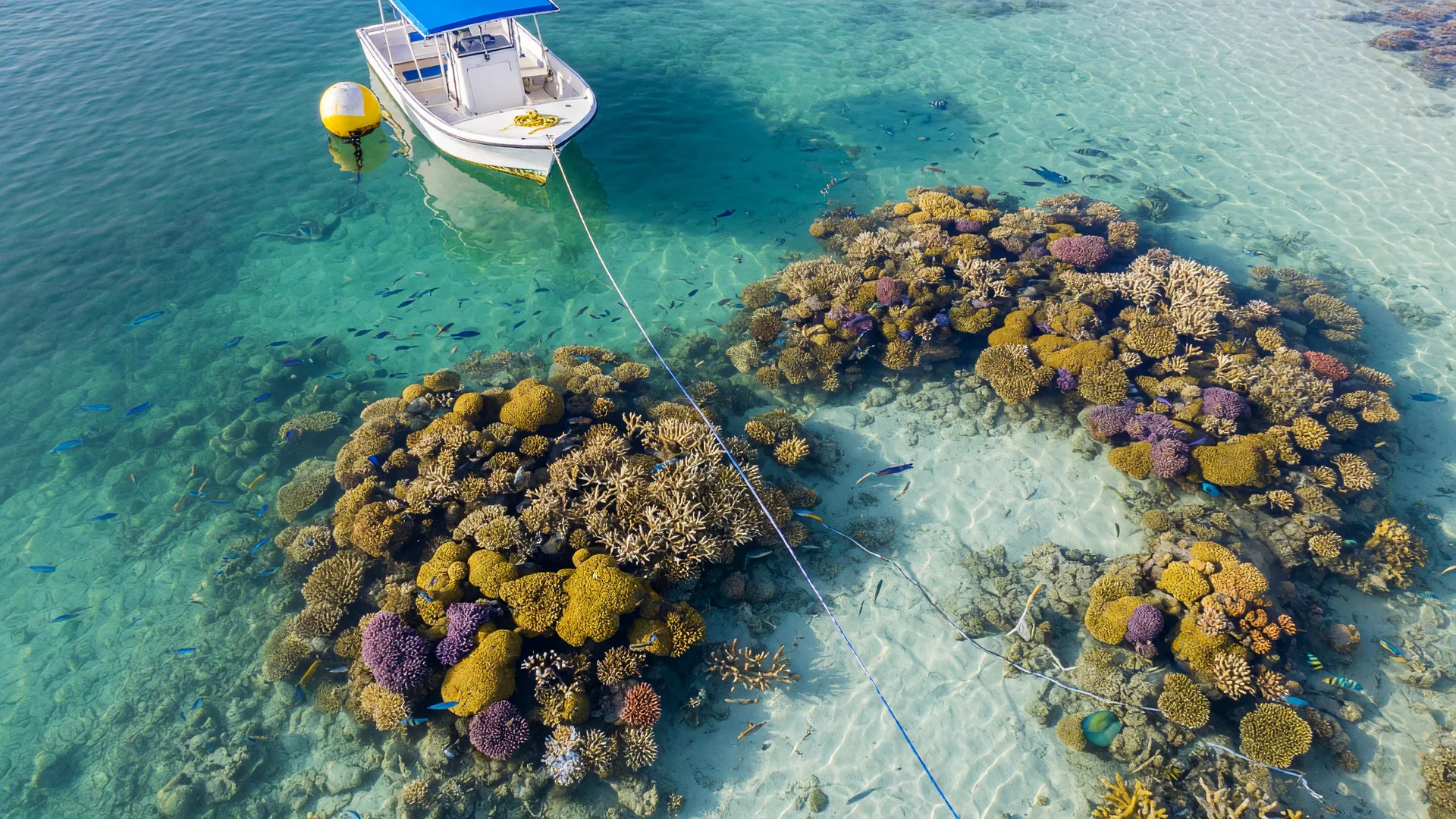 Aerial view of crystal-clear turquoise shallows over a vibrant living coral reef in the Upper Florida Keys, colorful coral and tropical fish visible through the water, a small dive boat moored at a reef buoy
