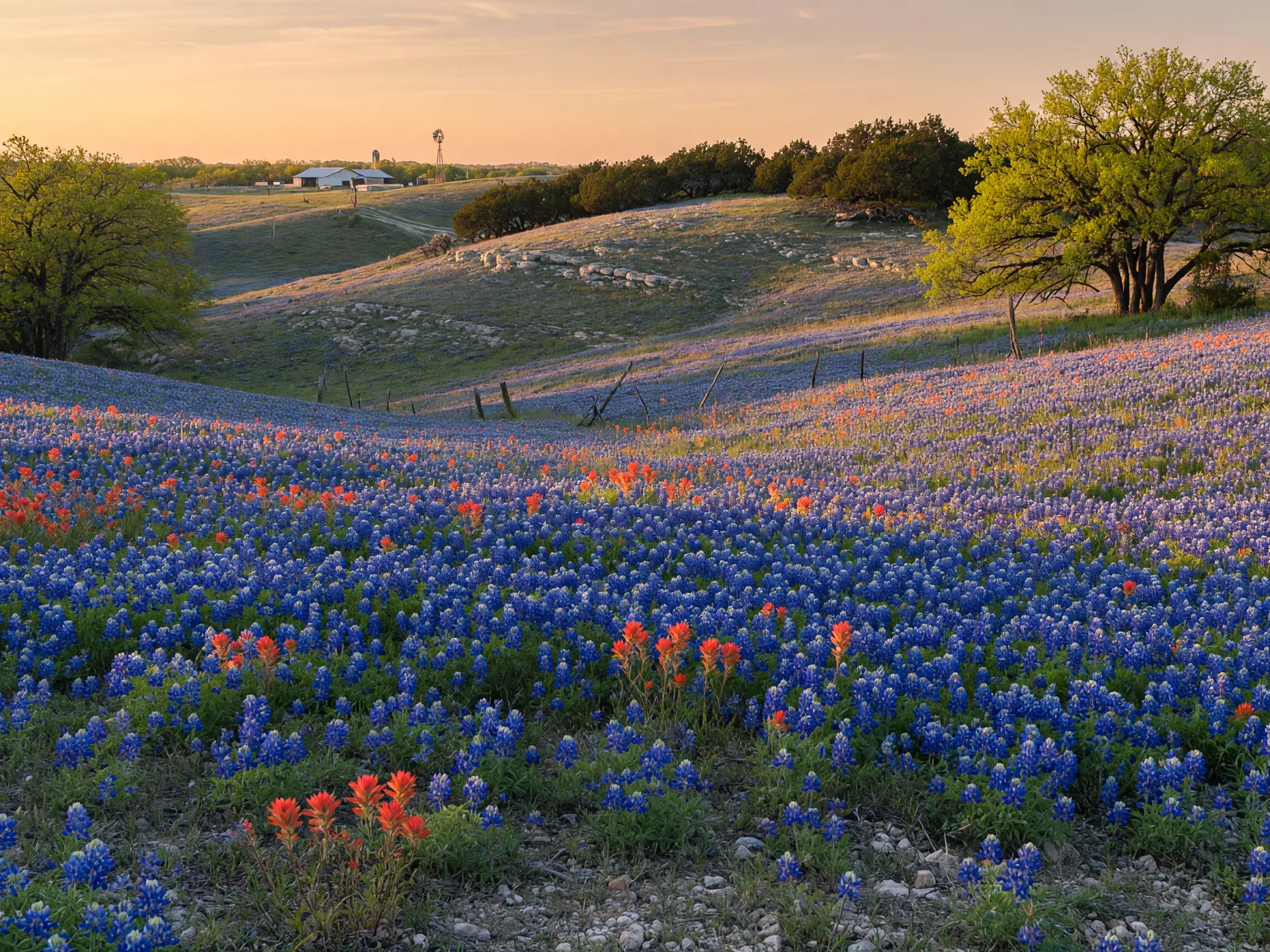 A Texas Hill Country wildflower meadow at peak bloom with dense bluebonnets and scattered Indian paintbrush across rolling limestone hills at golden hour