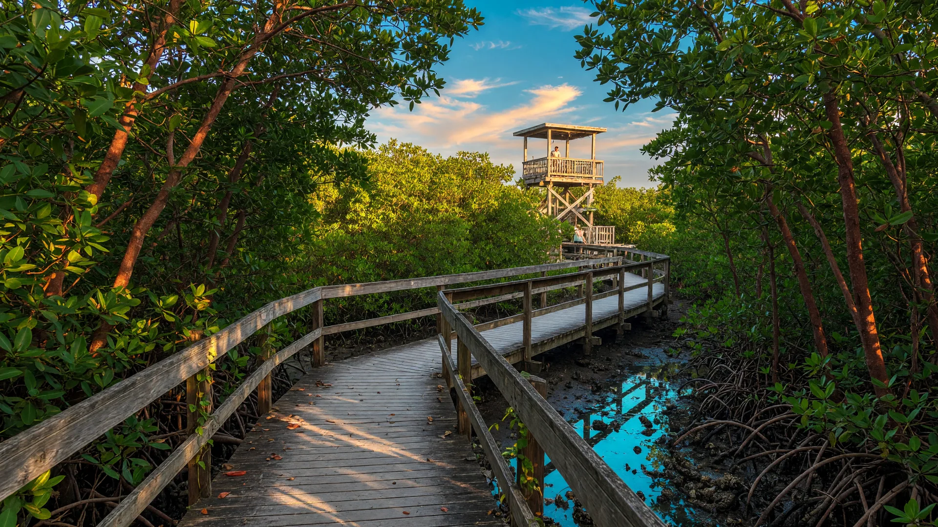 A wooden boardwalk trail through a lush mangrove forest in the Florida Keys with golden morning light