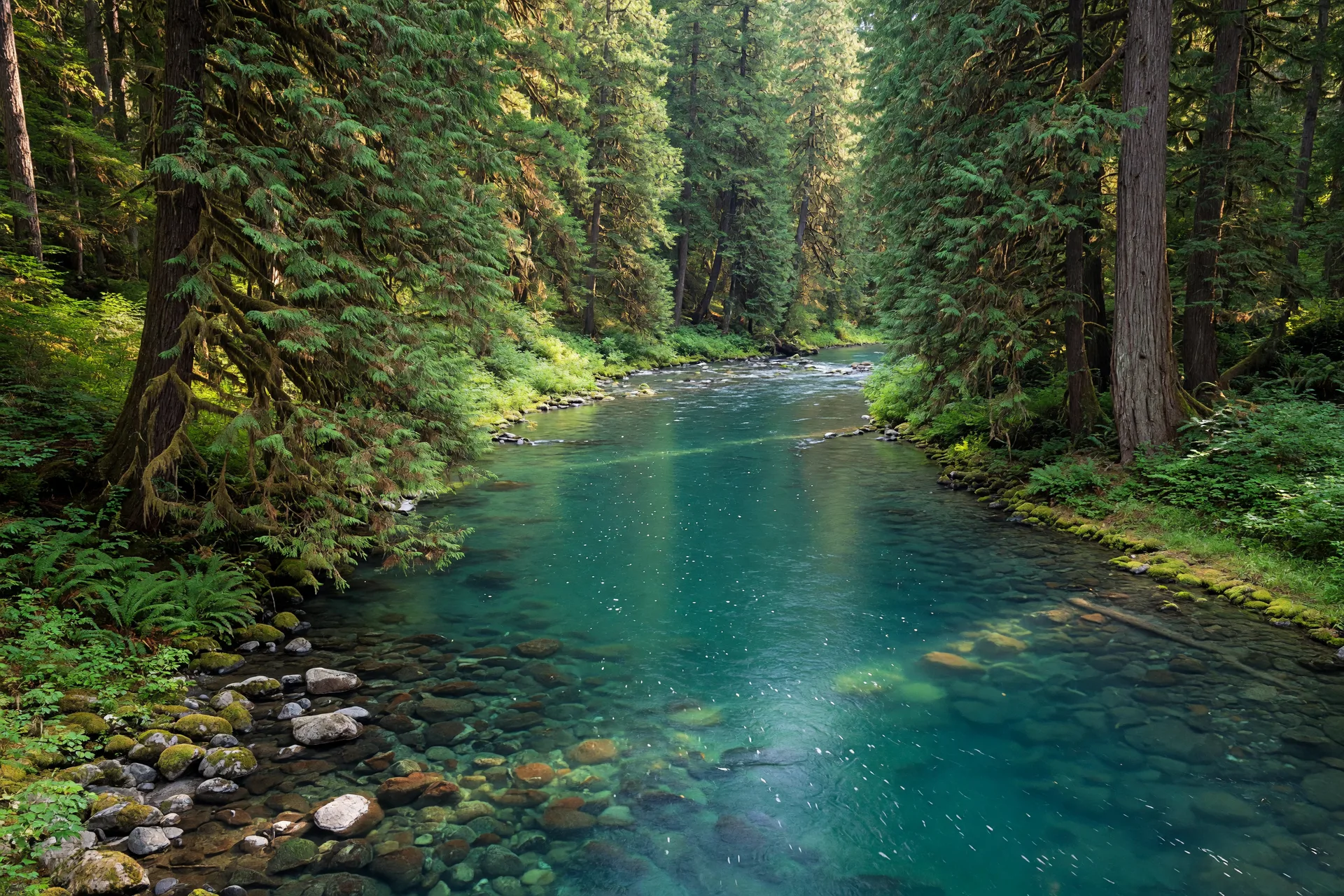 Clackamas River flowing through a lush Oregon forest with clear turquoise water and tall evergreen trees