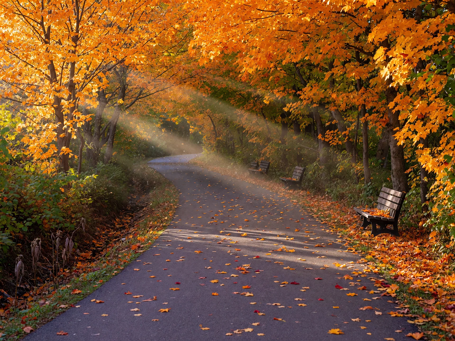 A smooth paved rail-trail path in New Haven lined with a tunnel of maple trees in brilliant orange and gold on a bright October morning