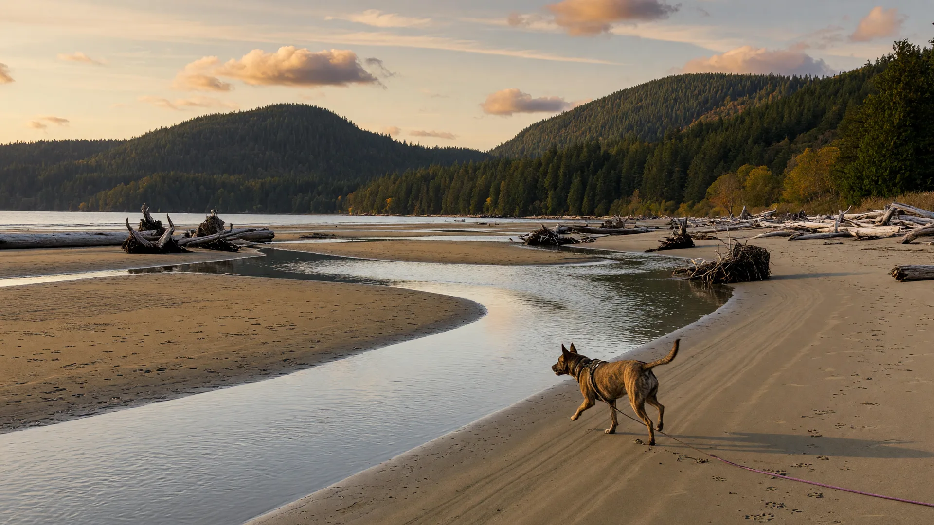 Are Dogs Allowed at Witty's Lagoon in Metchosin?