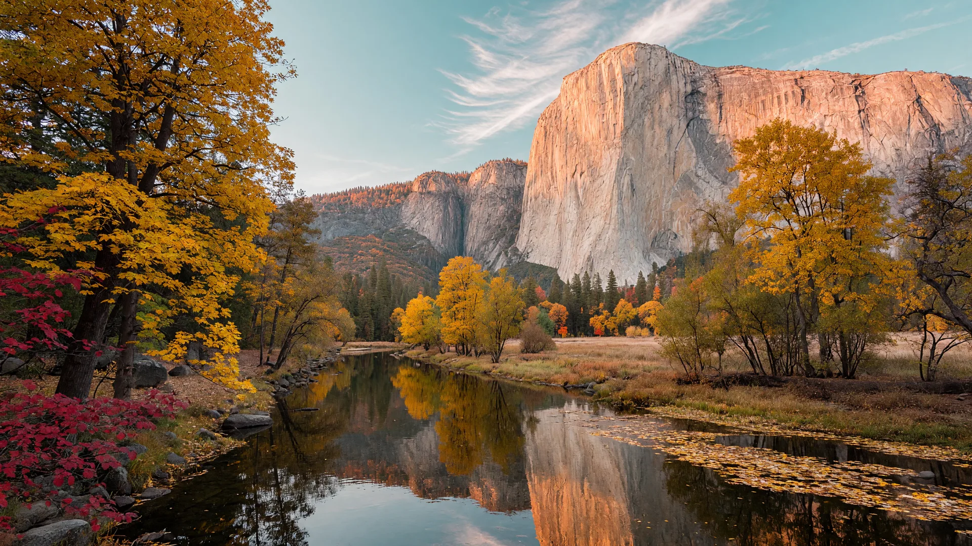 The Merced River in Yosemite Valley in mid-October at golden hour, black oaks and bigleaf maples turning gold and yellow along the water with early red dogwoods, El Capitan glowing in late afternoon light