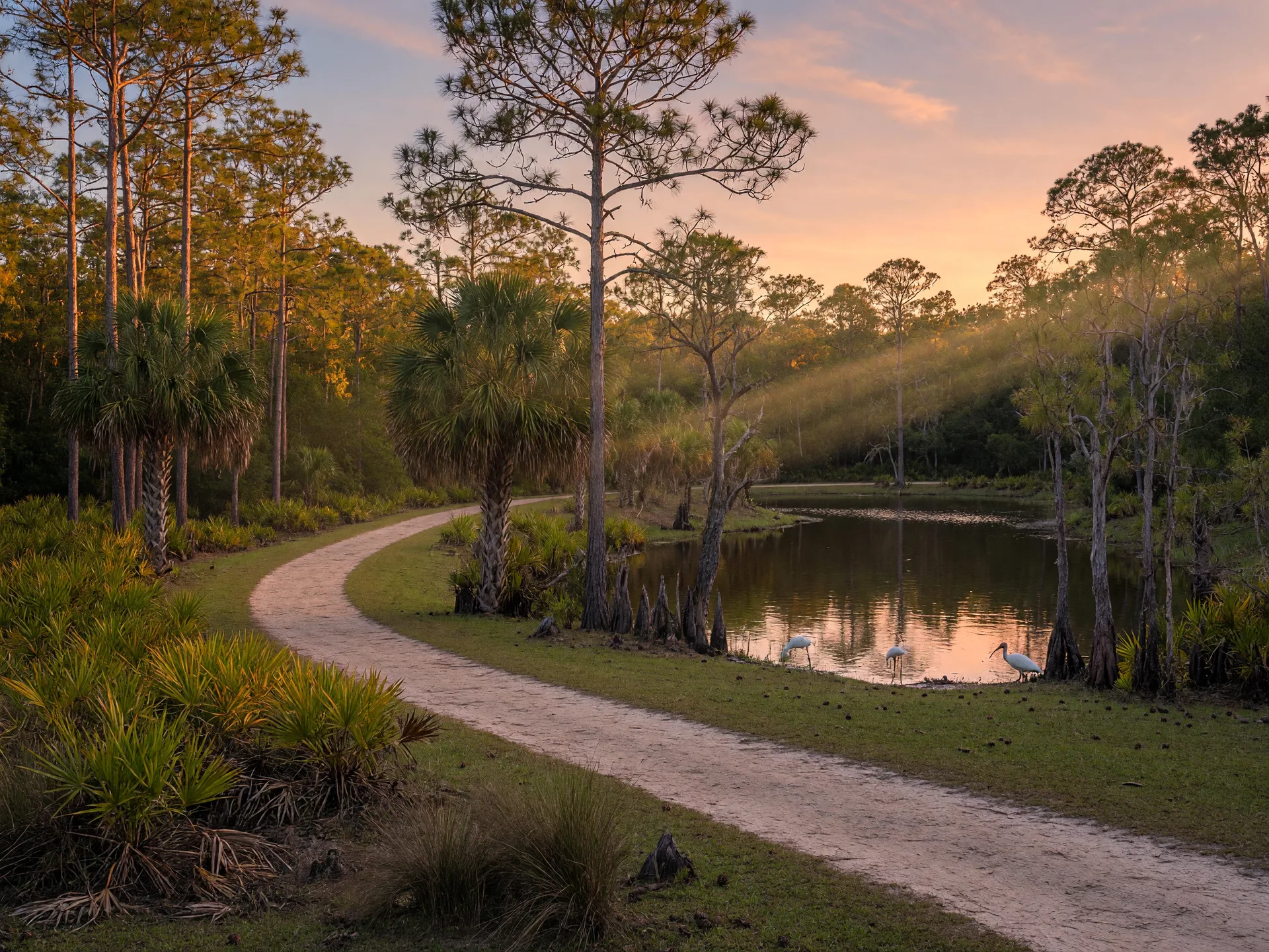 A wide grass horse trail winding through longleaf pines and palmetto flatwoods in the St. Sebastian River Preserve at late afternoon, with a cypress-lined pond in warm light.