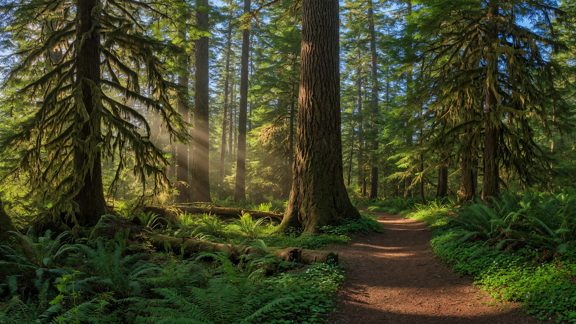 Sunbeams filtering through a canopy of old-growth Douglas fir and Western red cedar trees at Eagle Fern Park, with ferns covering the forest floor and a winding trail disappearing into the woods