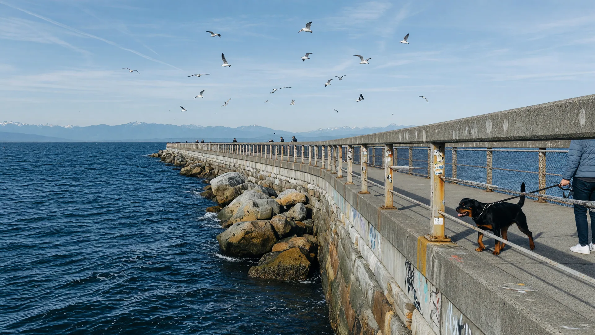 Can I Take My Dog on the Ogden Point Breakwater in Victoria?