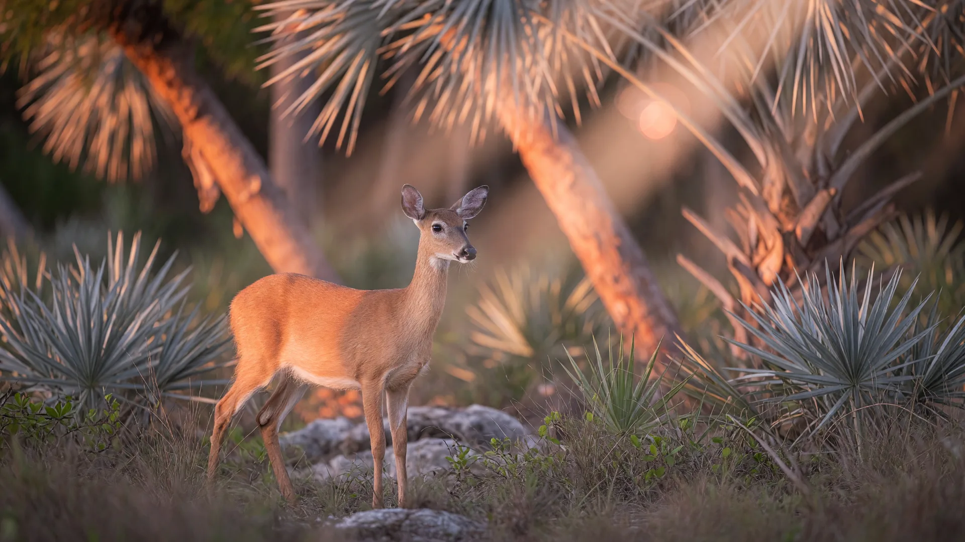 A Key deer standing alert in golden pine rockland habitat on a Florida Keys island at dawn, lit in profile among slash pines and silver palm fronds