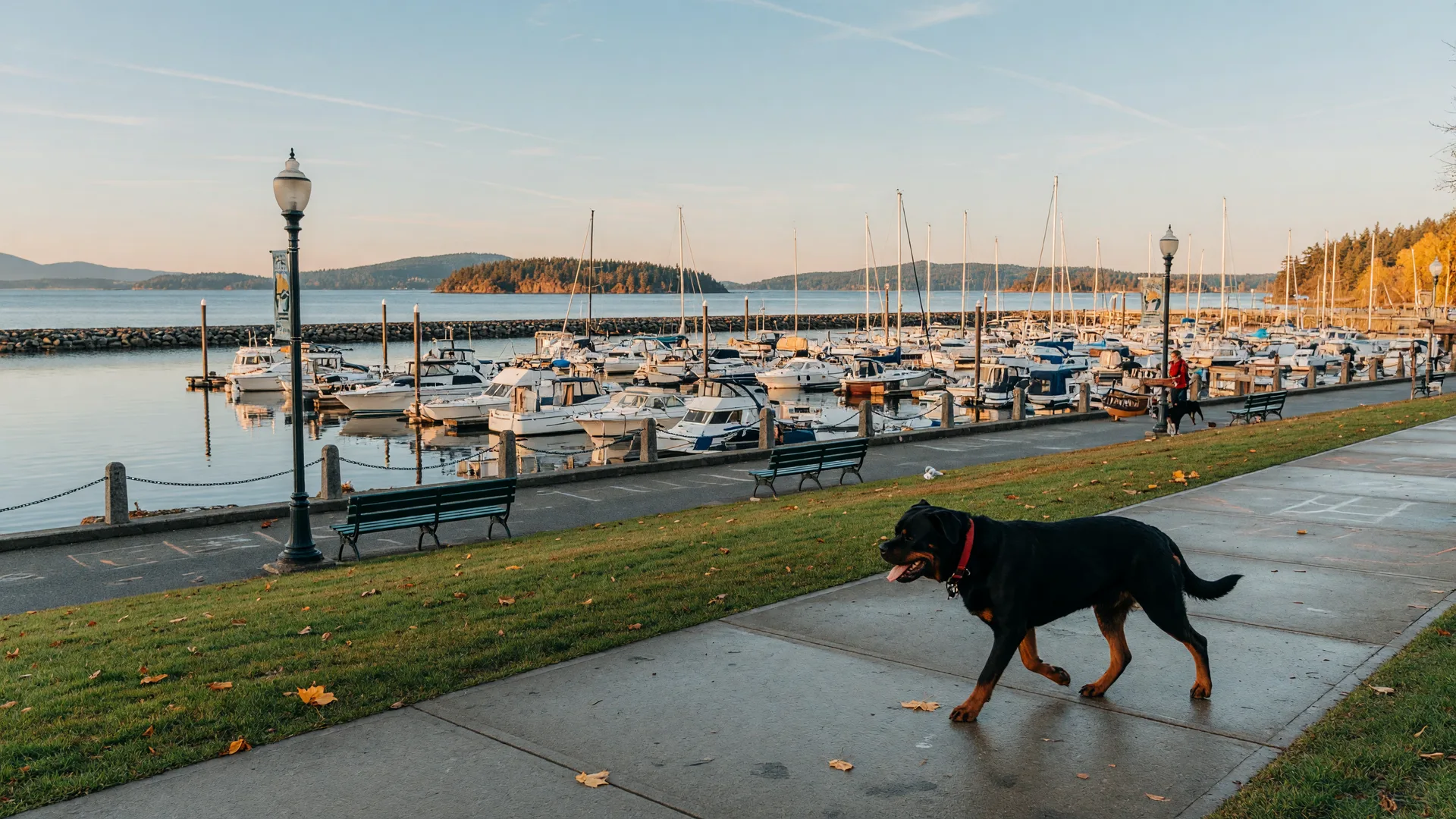 Is Sidney by the Sea a Good Place to Live With a Dog?