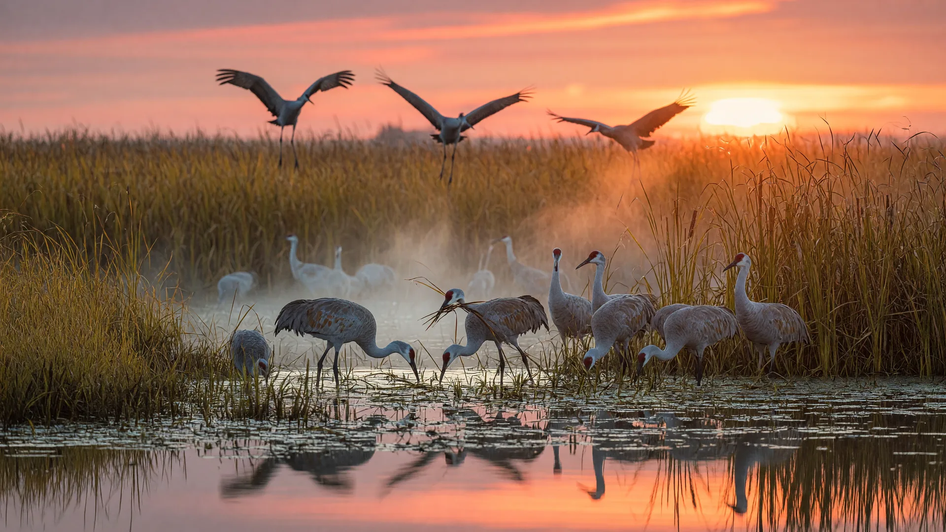 Sandhill cranes feeding in a golden marsh at sunrise