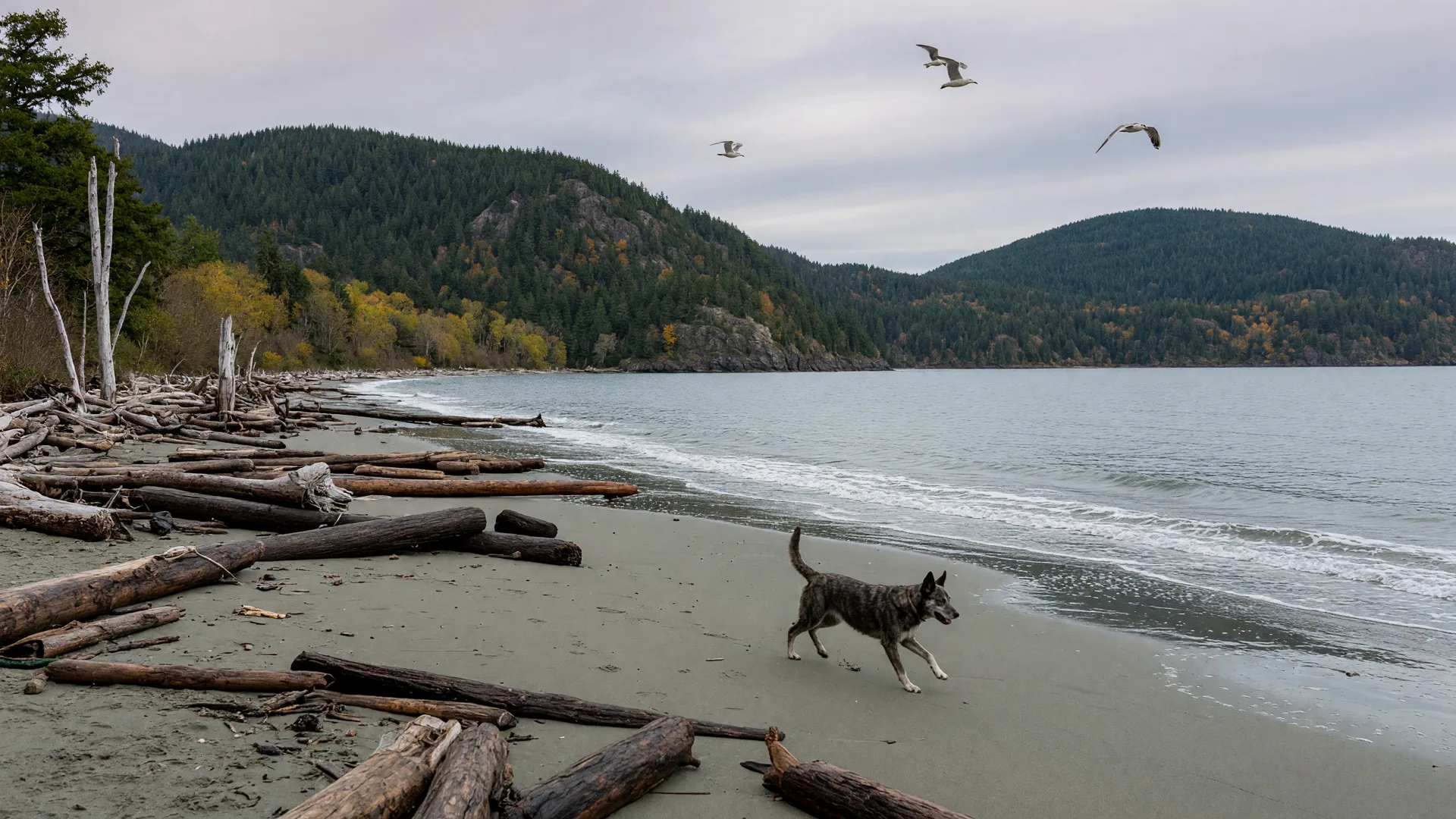 Can I Take My Dog to Esquimalt Lagoon in Colwood?
