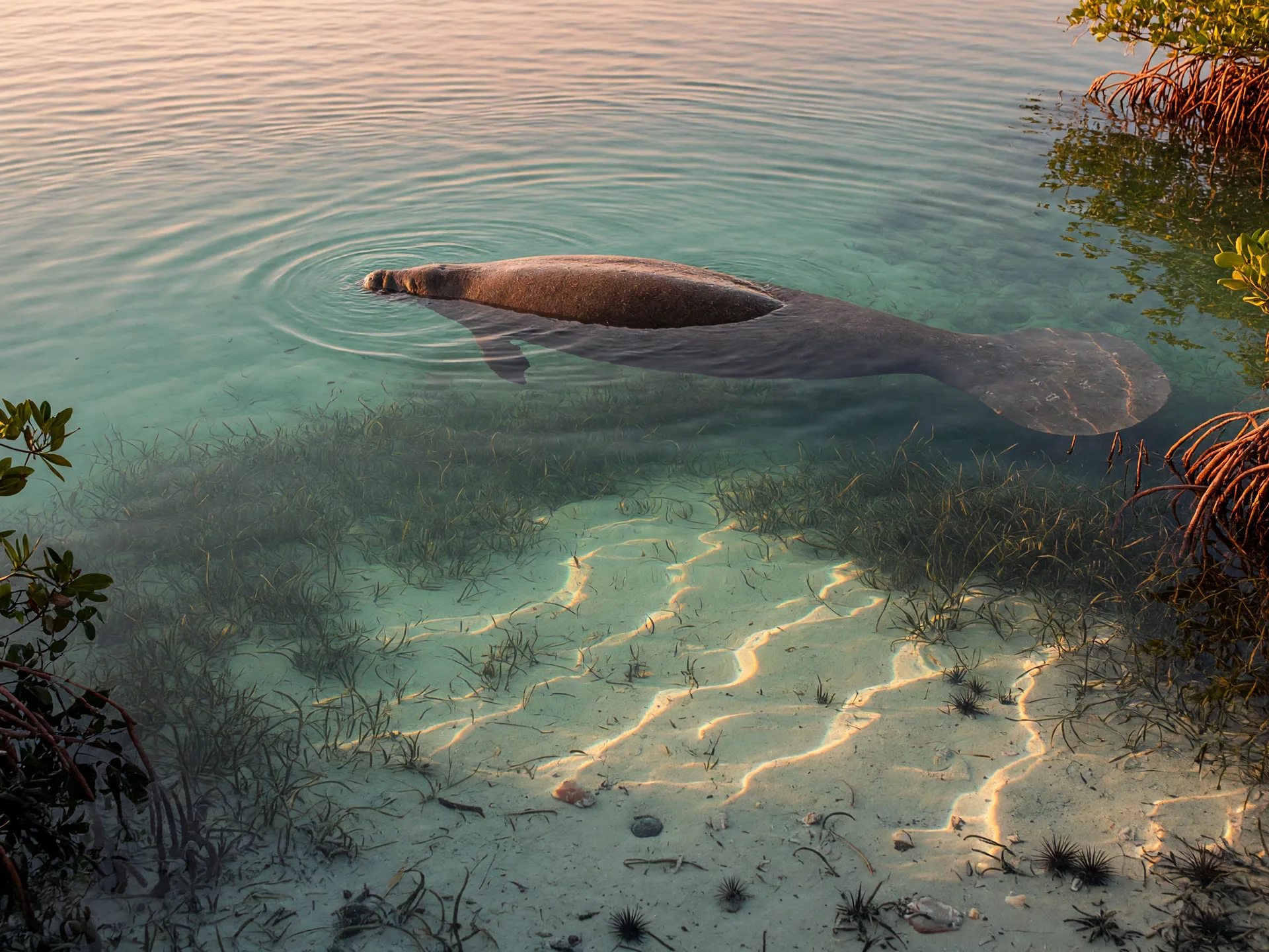 A West Indian manatee gliding just beneath the surface of clear turquoise water in the Florida Keys, seagrass meadow below and a fringe of mangroves at the edge of the frame