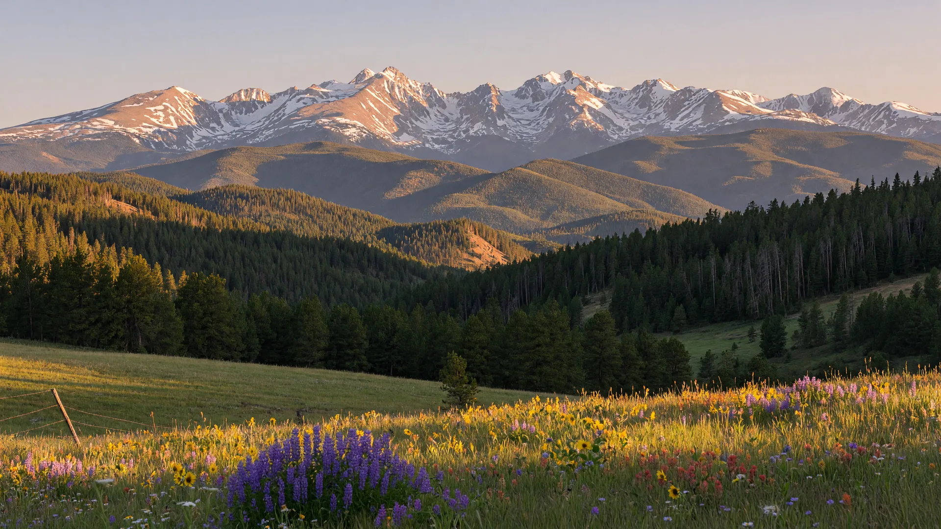 Colorado Front Range with snow-capped Rocky Mountain peaks rising above pine forests under a clear blue sky