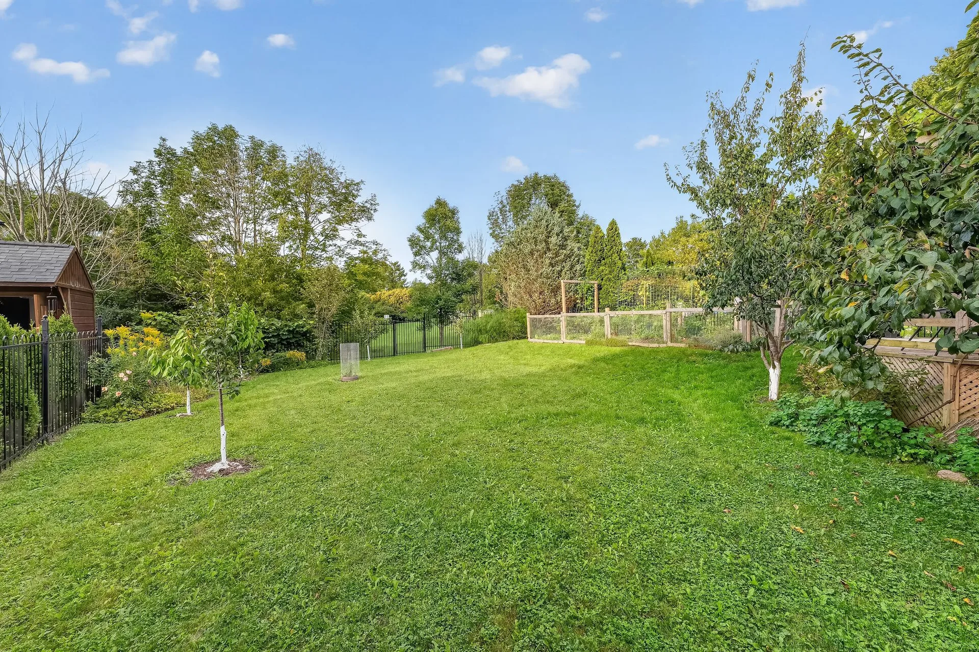 The fully fenced backyard at 459 Victoria with a lawn, young fruit trees and the mature green space with trees and a pond just beyond the fence