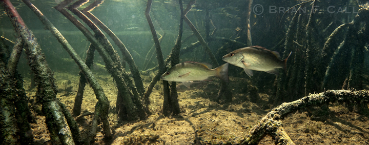 Mangrove snapper swimming among mangrove roots, from Everglades National Park via Wikimedia Commons