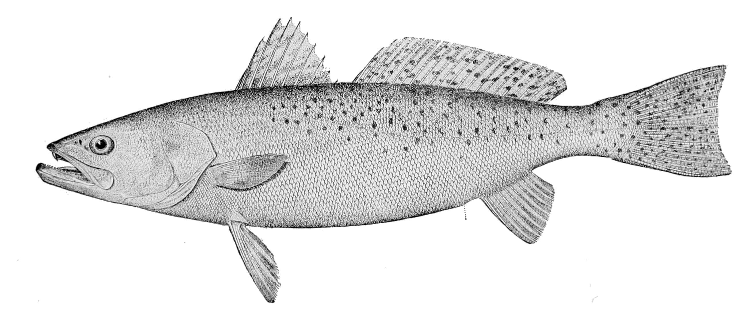 Spotted seatrout, a silvery fish with dark spots along its back, from Wikimedia Commons