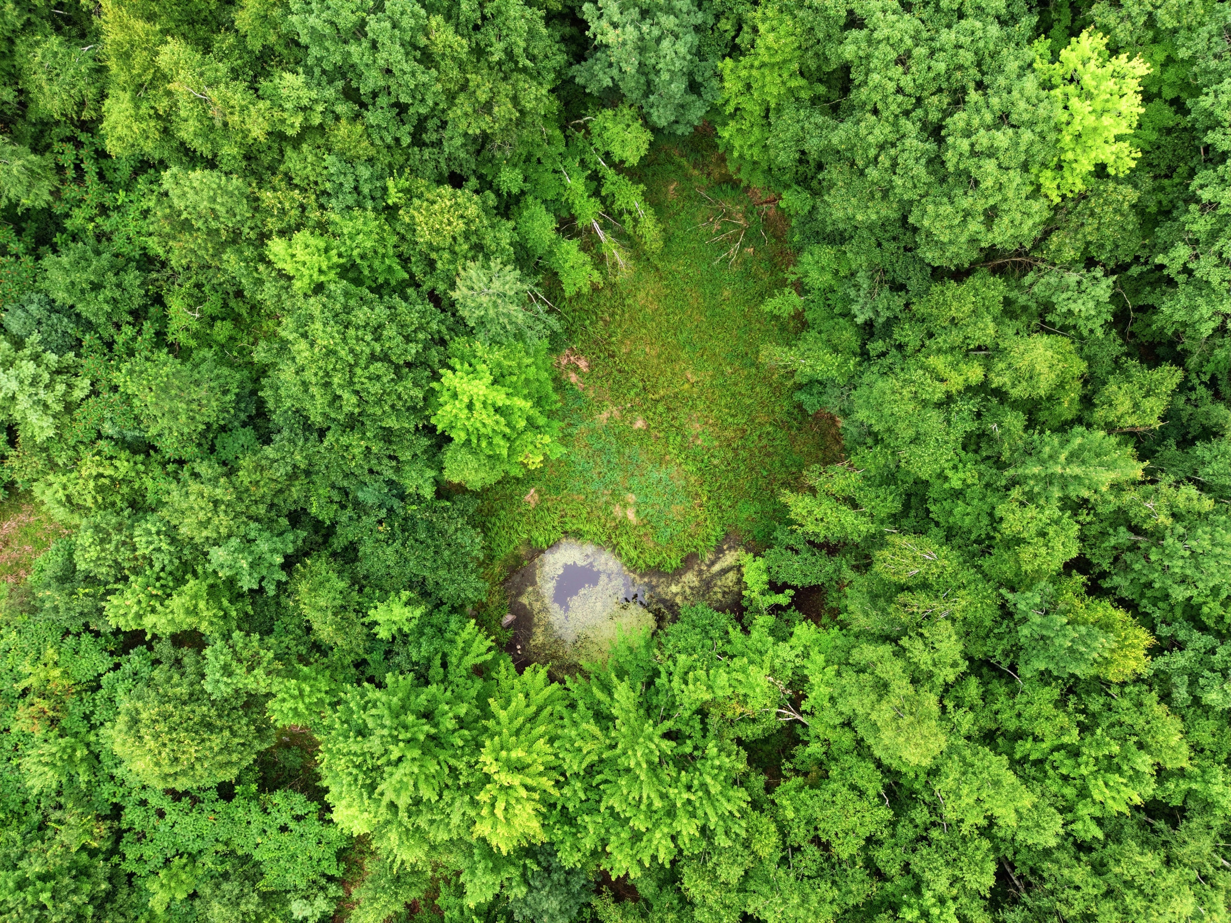 Wooded timber property with mixed hardwood forest in New Auburn, Wisconsin
