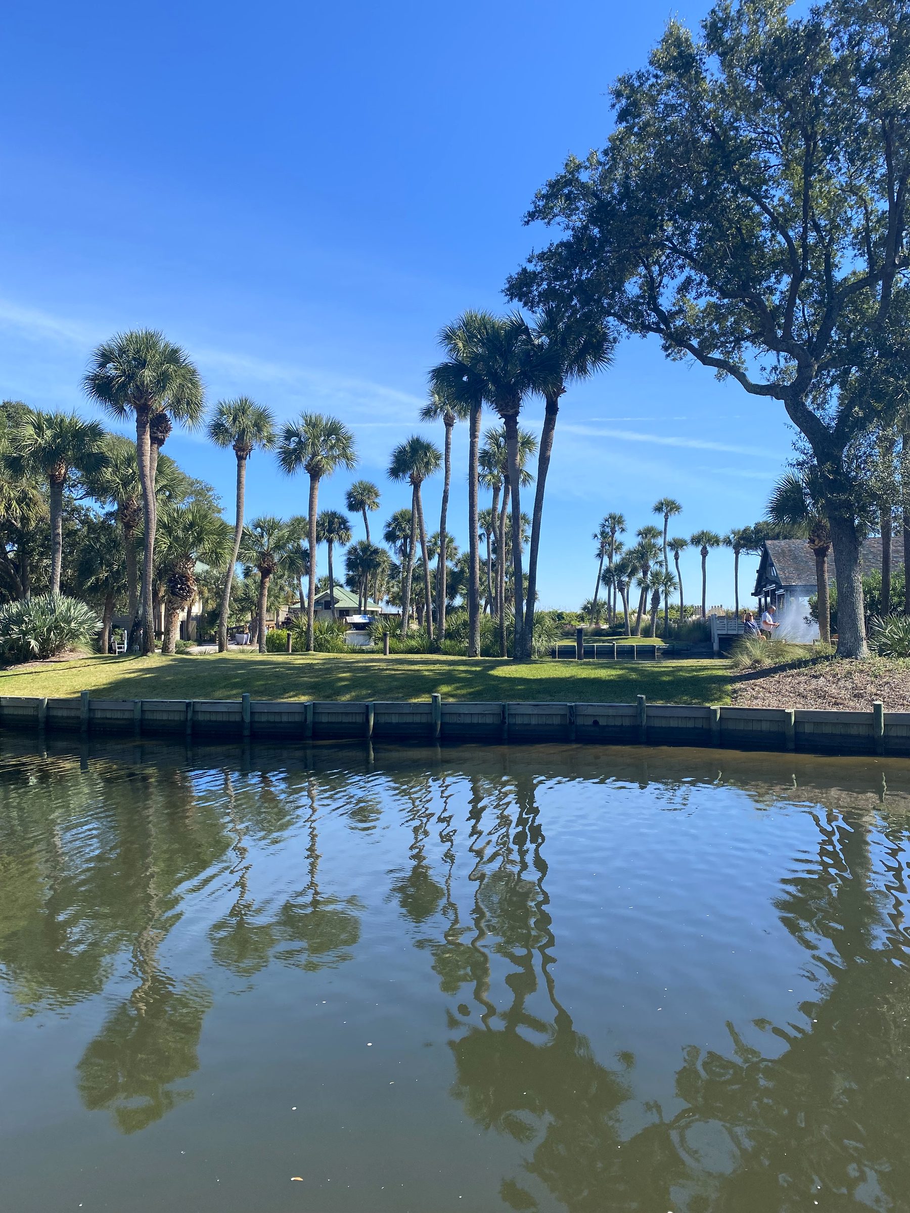 Palmettos reflected in a lagoon on Hilton Head Island