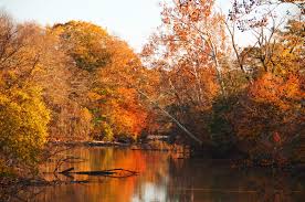 Fall foliage along the Neuse River in the Triangle near Holly Springs