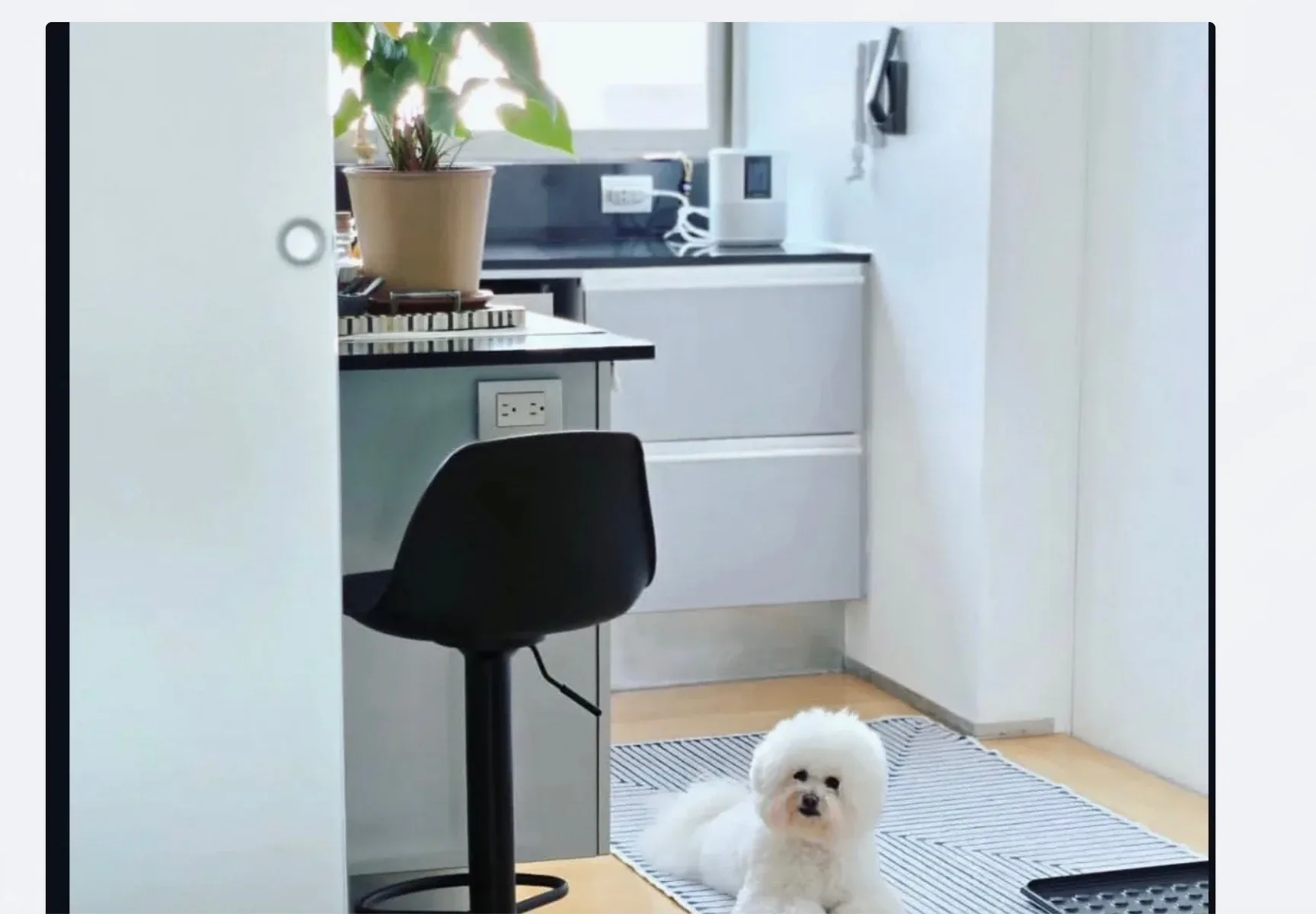 Cozy Sammamish kitchen with white dog
