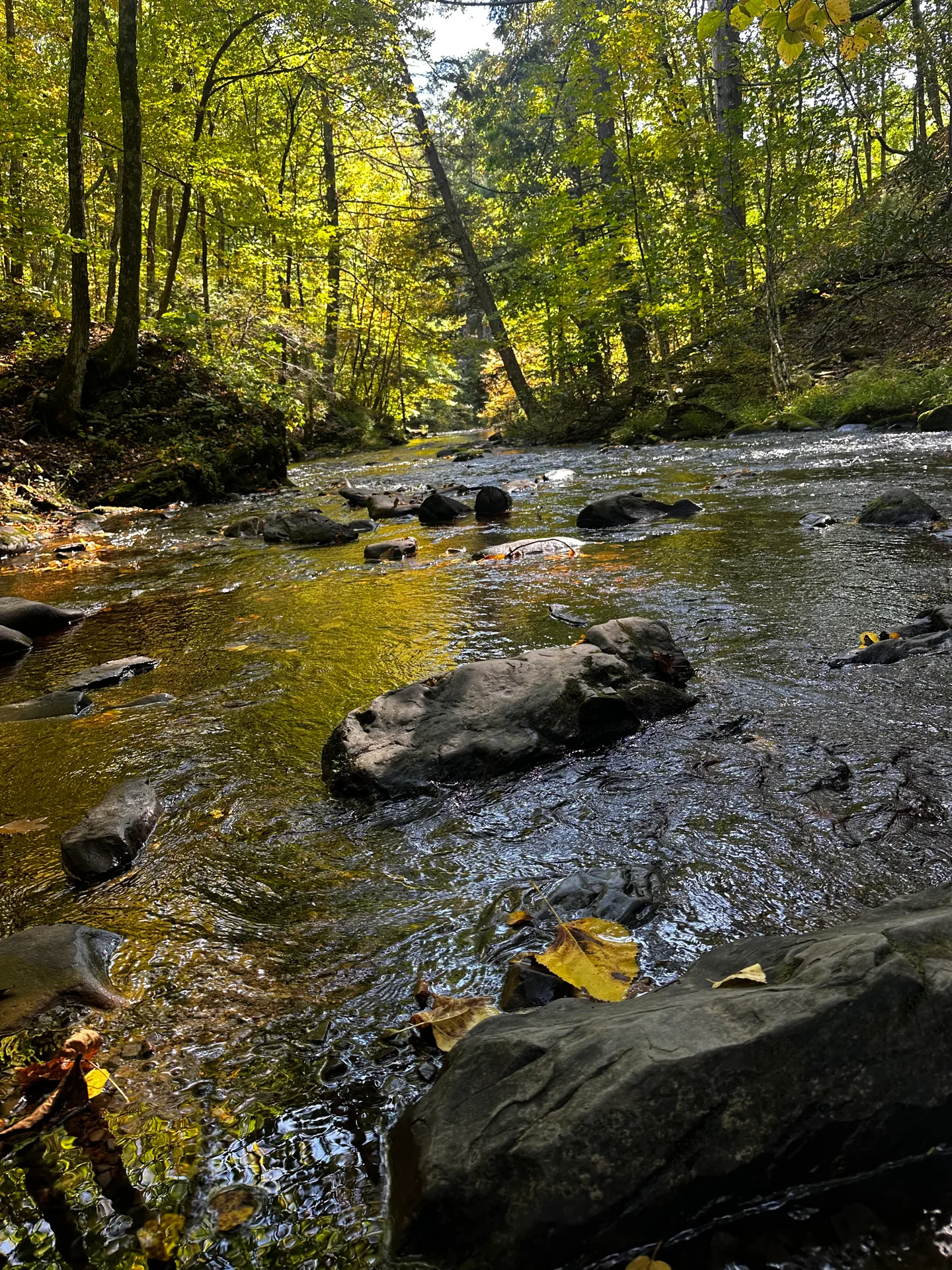 A stream running through a forest at Bushkill Falls