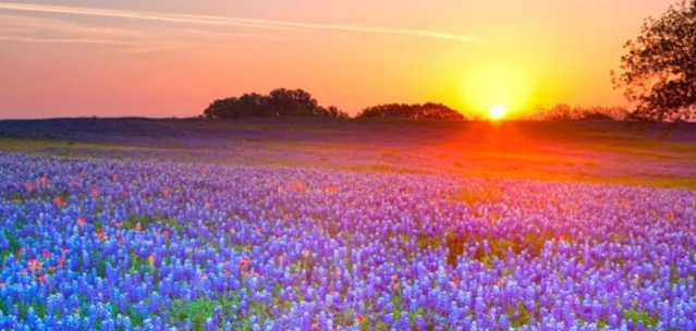 Texas Hill Country landscape and bluebonnets near the Spring Branch area
