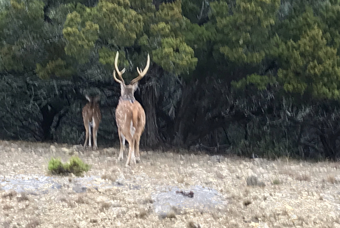 Whitetail deer on a Hill Country property in River Crossing, Spring Branch, Texas