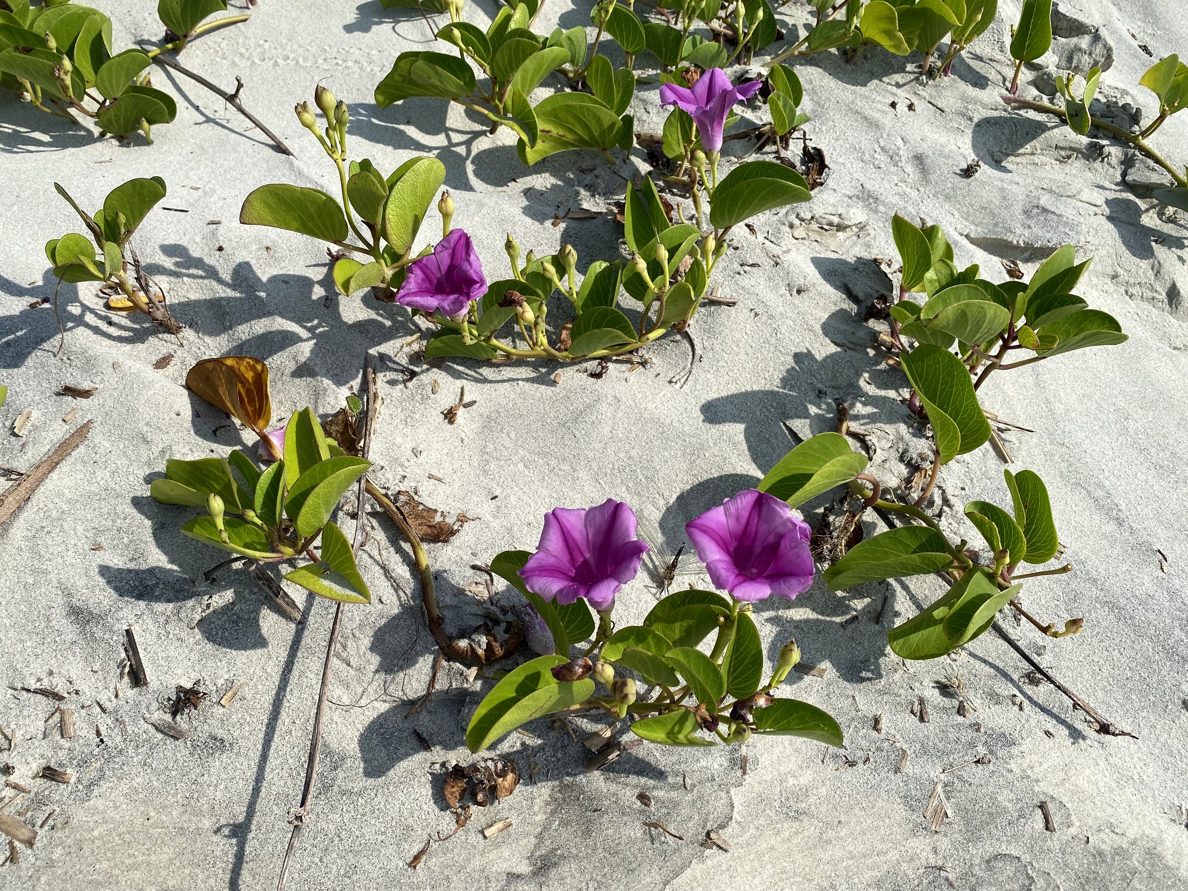 Beach morning glory blooming on the dunes, Hilton Head Island