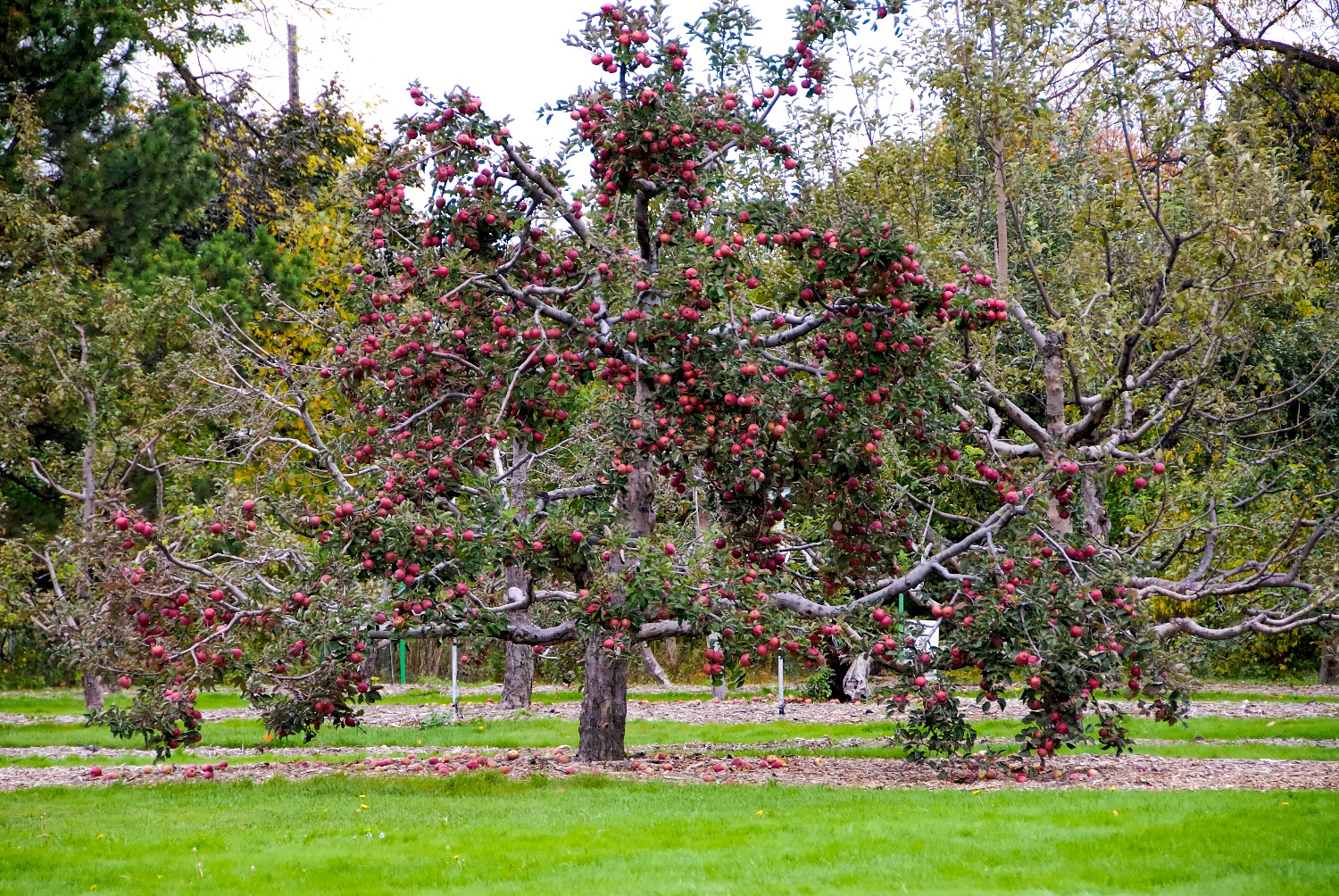 Rows of heirloom apple trees heavy with fruit line a gravel path at Applewood Estate, with rose and perennial gardens, a greenhouse, and the brick manor house in the background
