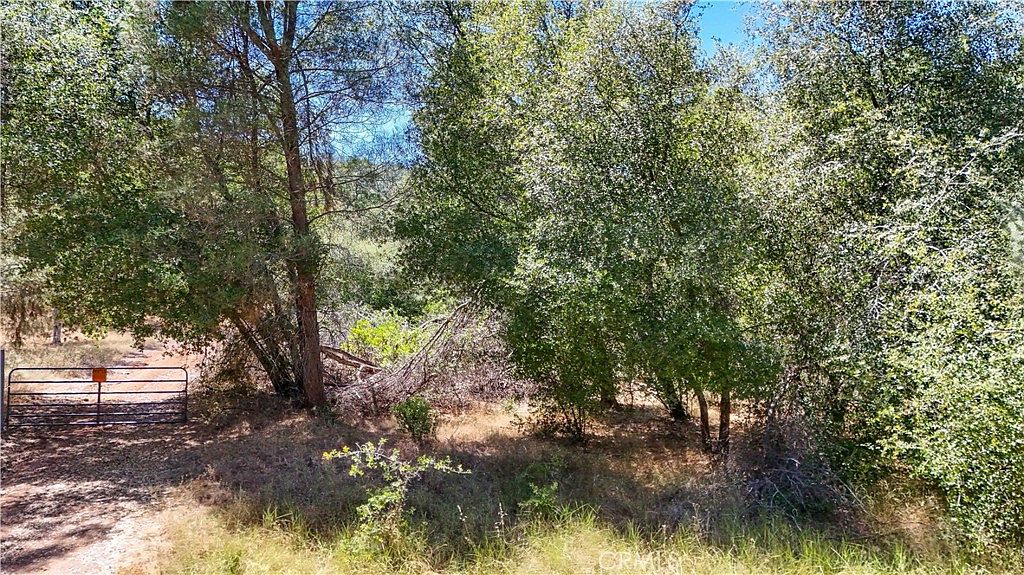 Trail through the property with natural vegetation and trees