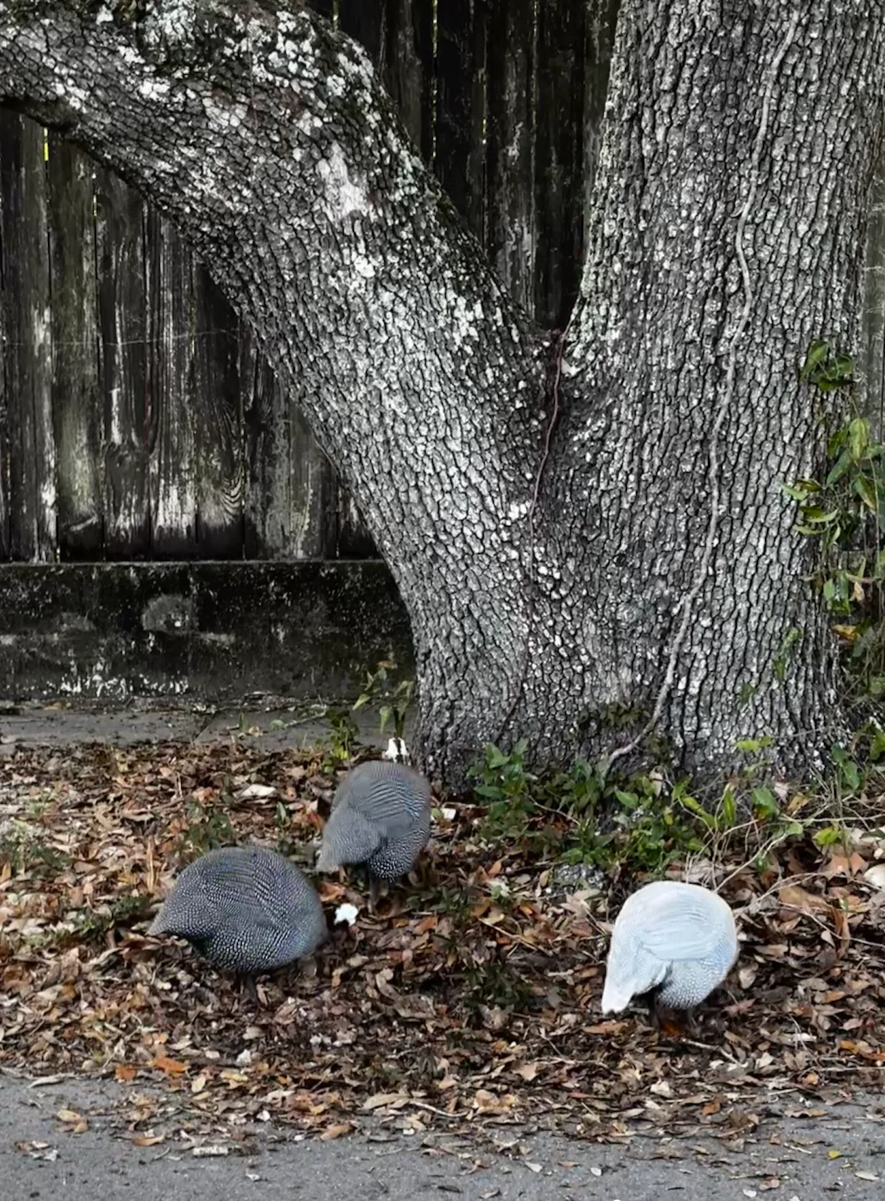 Guinea hens on the sidewalk in downtown Biloxi