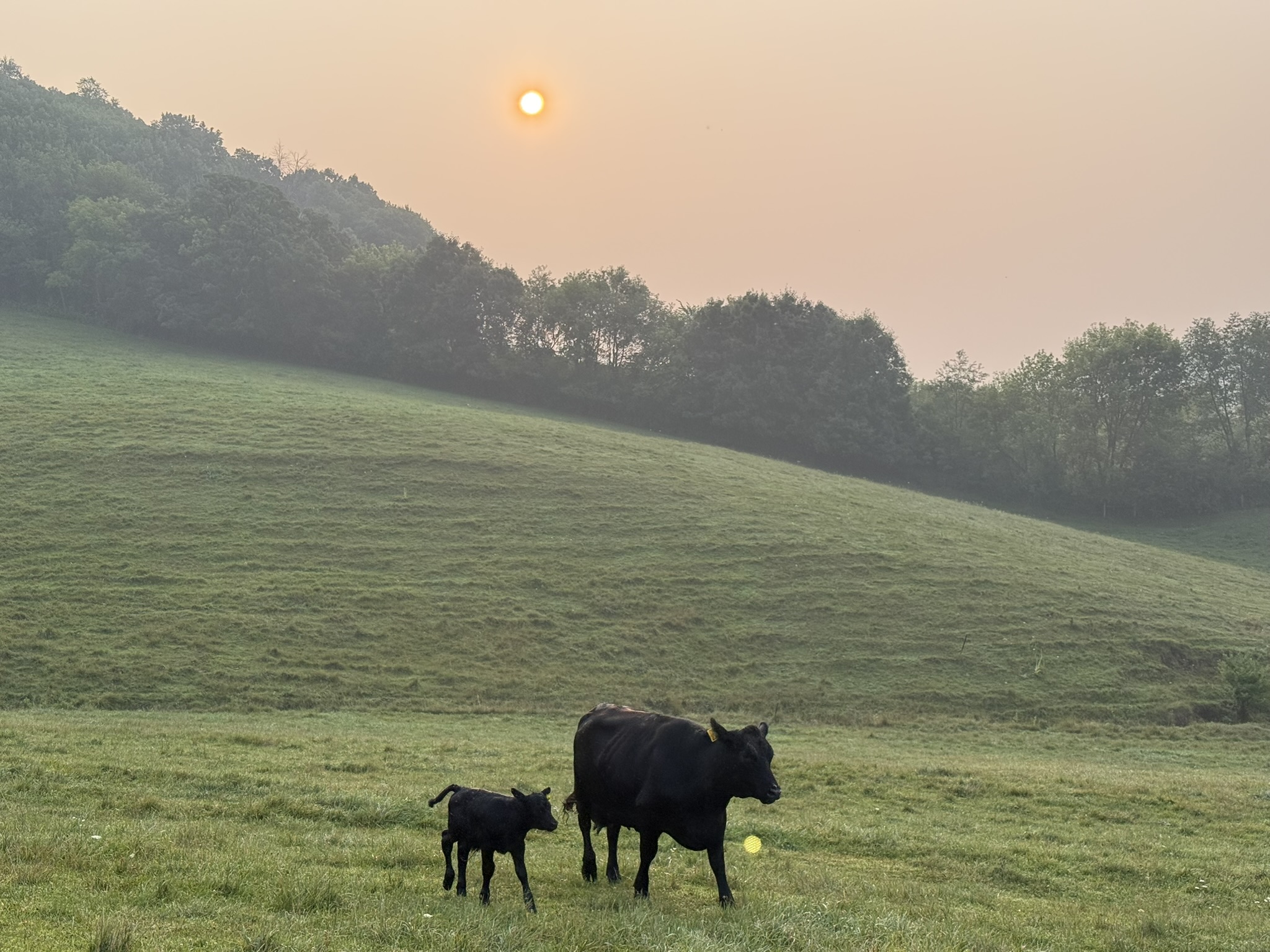 Black cow and calf walking across a green pasture with rolling hills on a Wisconsin farm