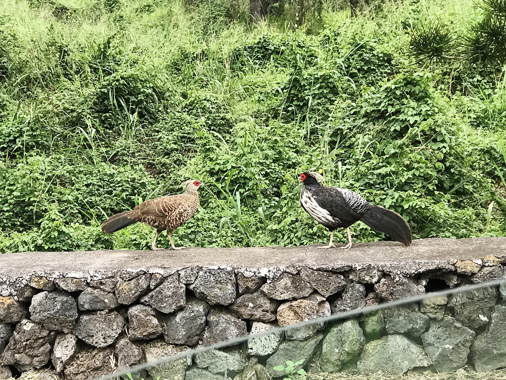 Puʻu Lani Ranch, North Kona