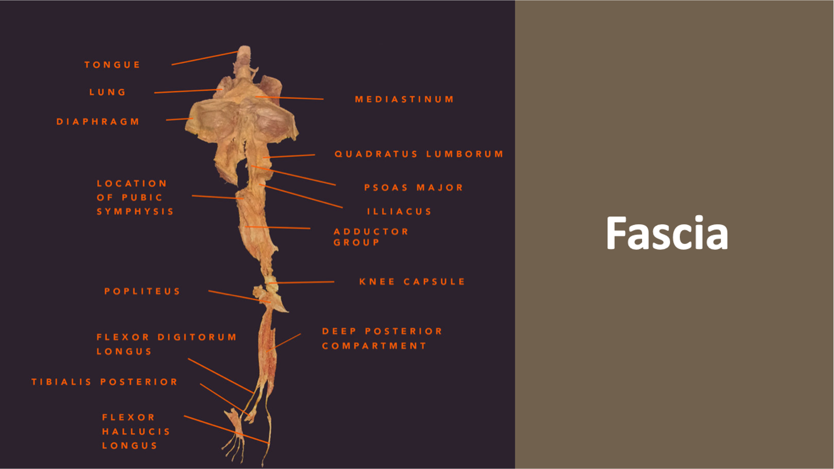 Fascia anatomy diagram illustrating the connective tissue network relevant to airway and myofunctional health