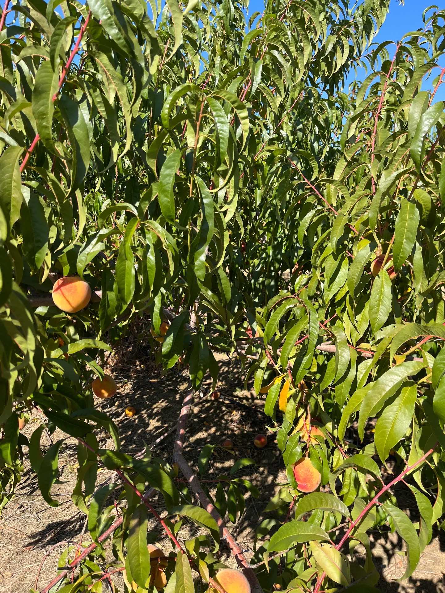 Peach tree at Perryhill Farms near Dallas, Oregon, with ripe peaches on the branch