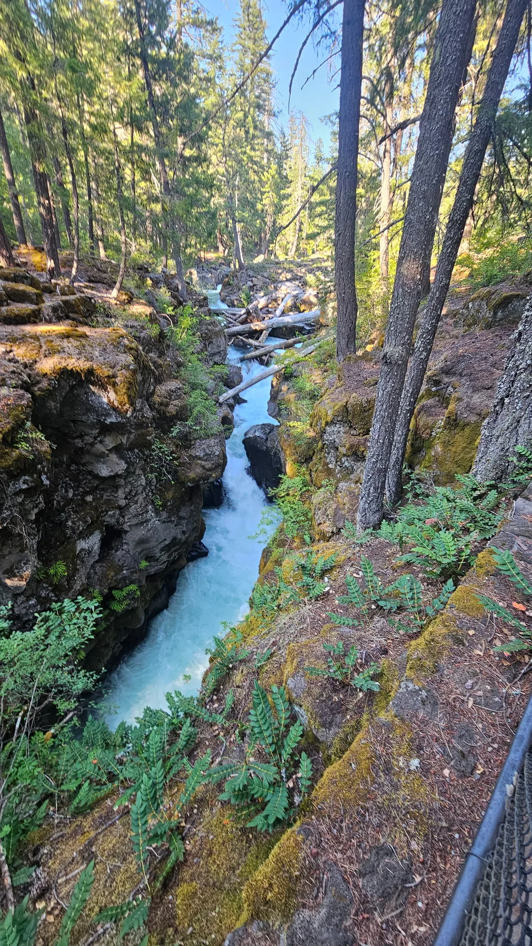 Rogue River rushing through a rocky forested canyon with moss-covered rocks