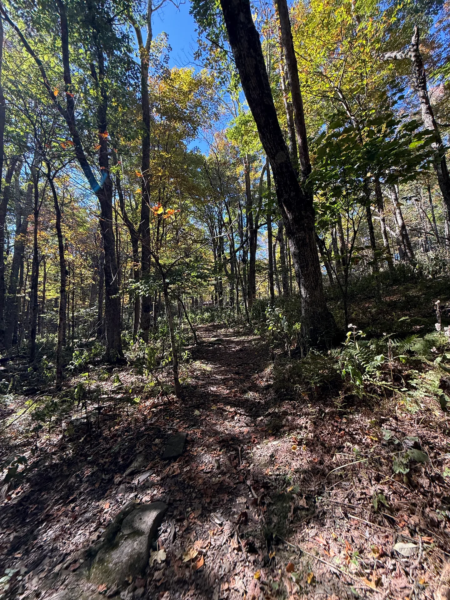 An autumn forest hiking trail near Grandfather Mountain with golden leaves over the path