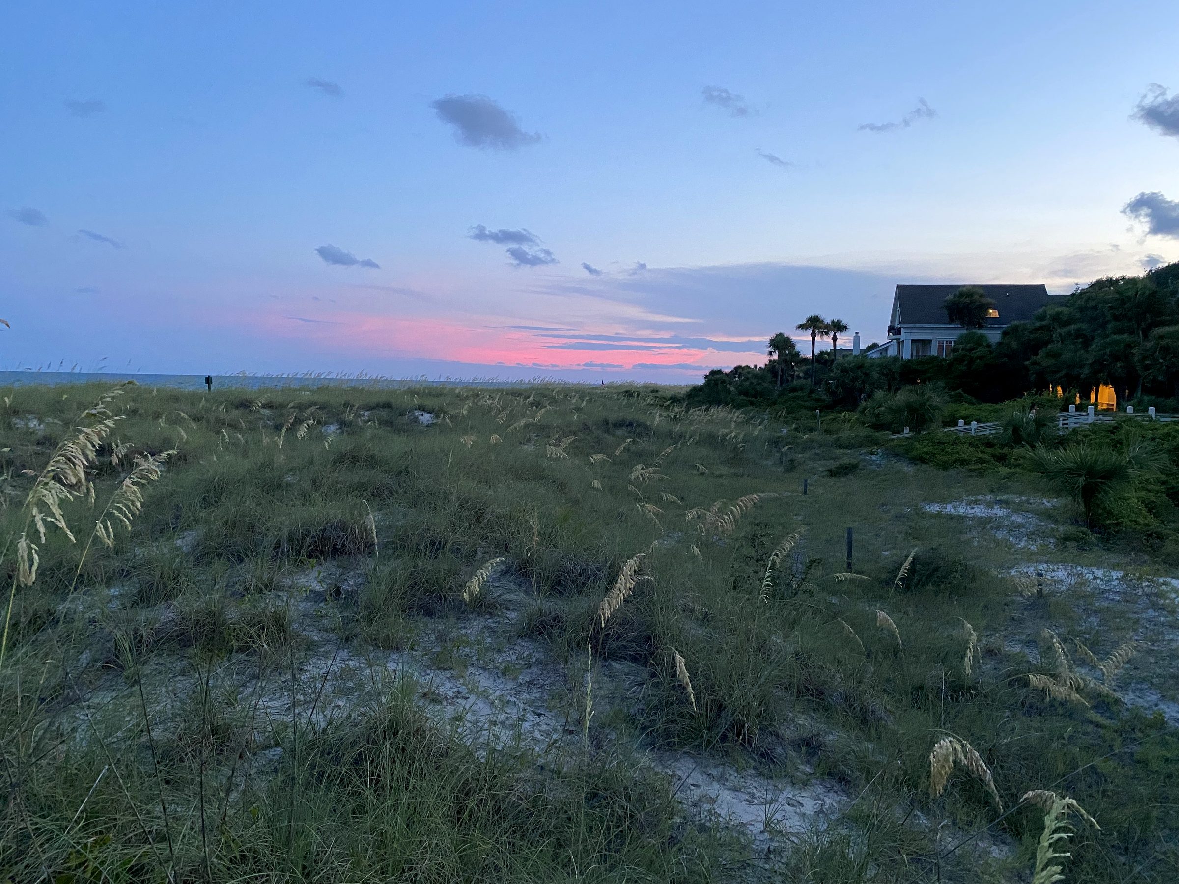 Sea oats on the dunes at dusk on Hilton Head Island